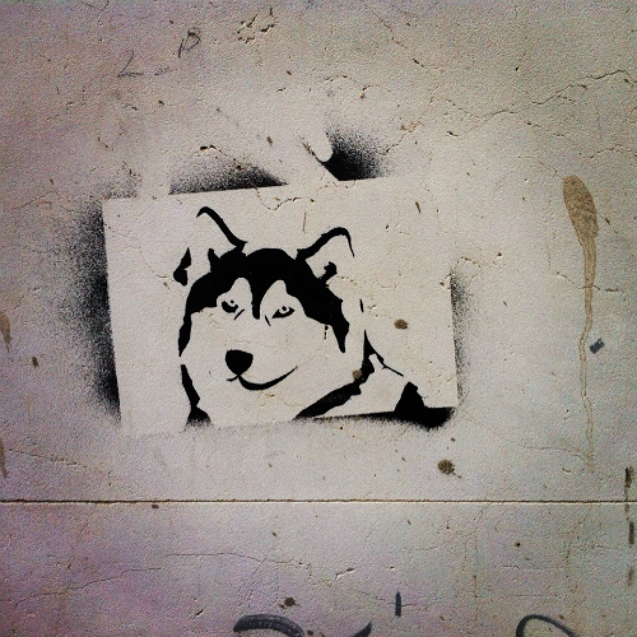 Unknown - Leuven&mdash;Husky dog