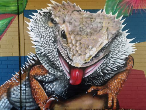 Bearded Dragon