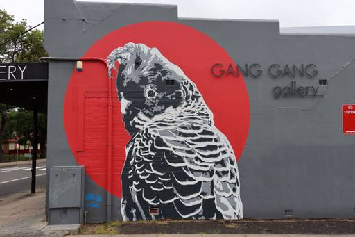 Gang Gang Cockatoo