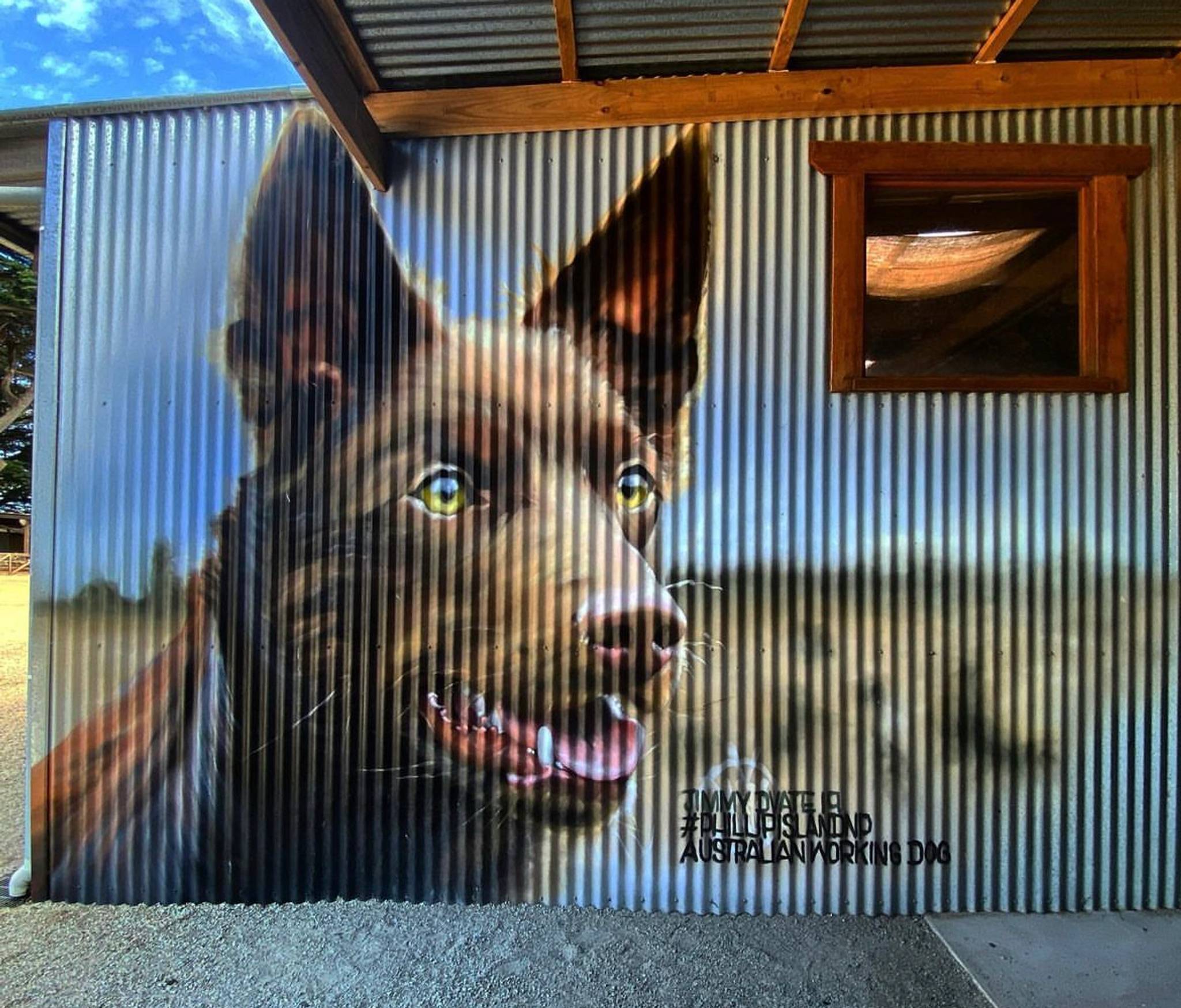 Dvate&mdash;Australian Working Dog