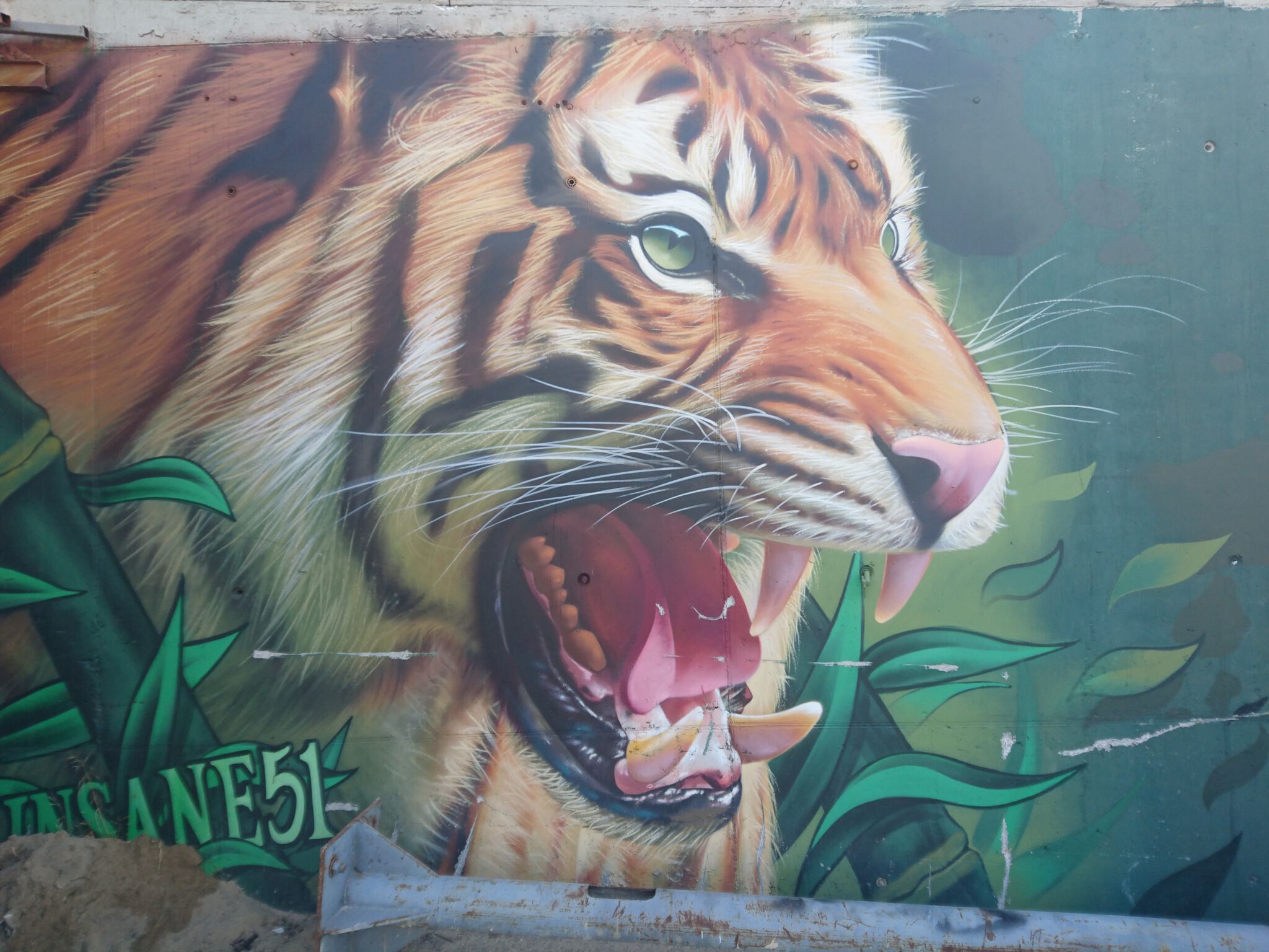 Insane 51&mdash;Tiger 2015