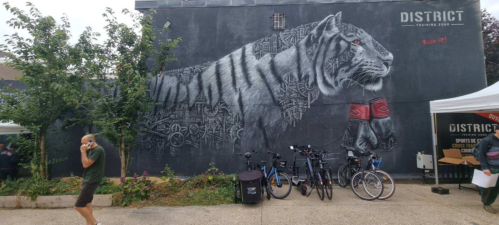 Ardif—Tiger
