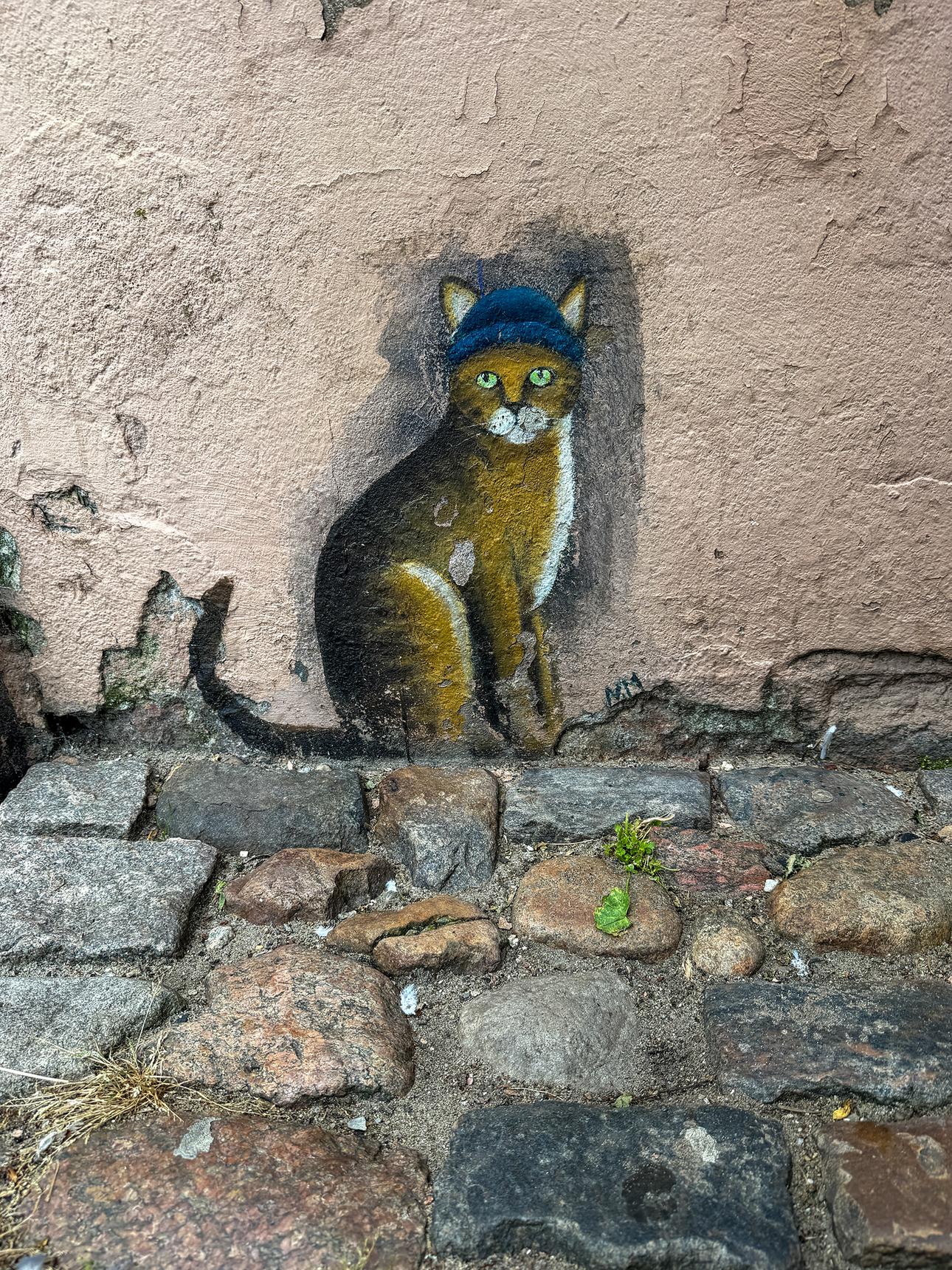 —Katze mit blauer Mütze
