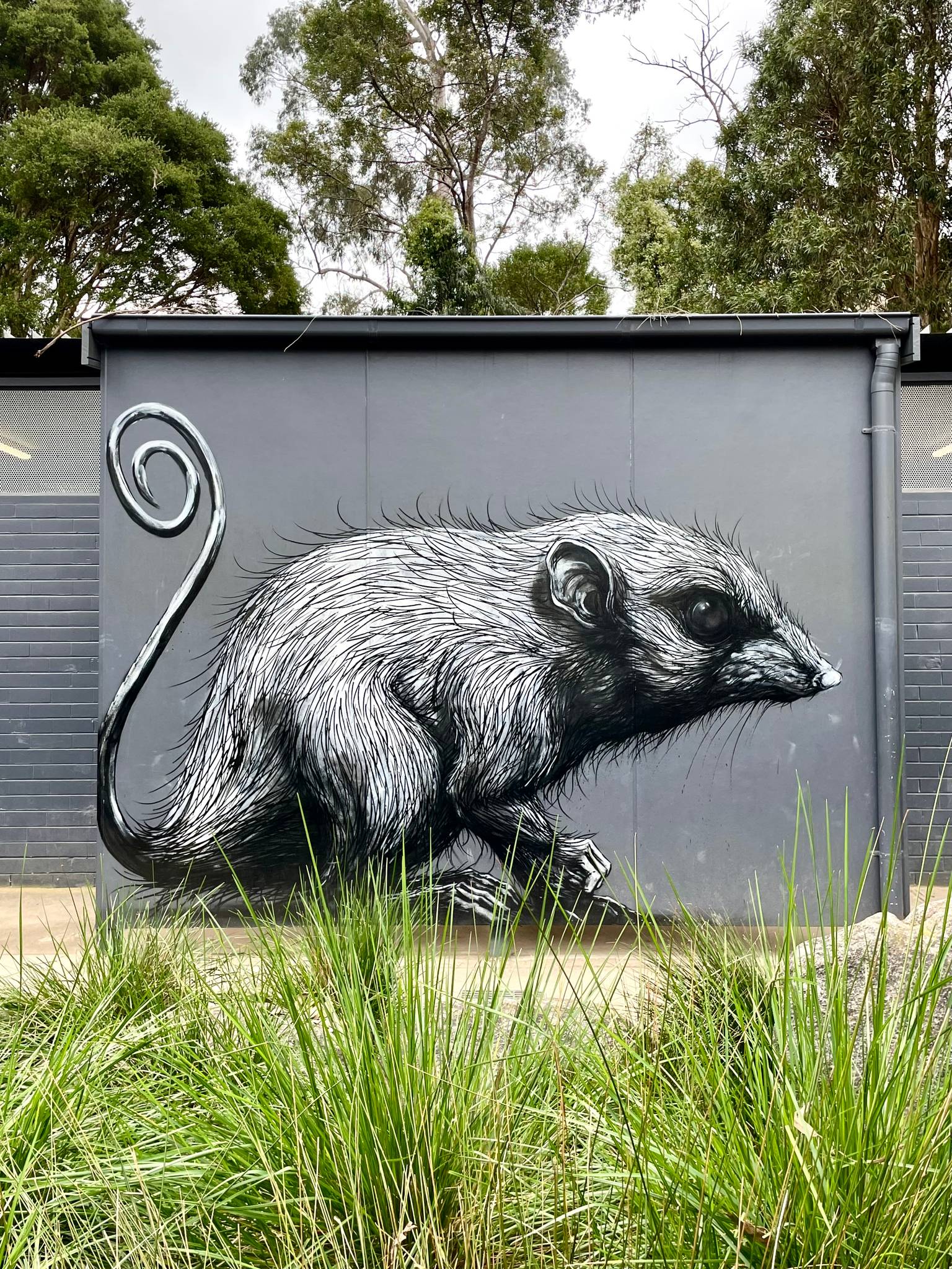 Roa&mdash;Mountain Pygmy Possum