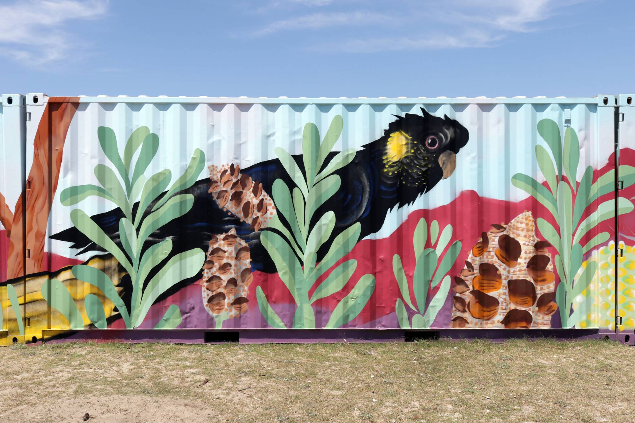 David Cragg&mdash;Yellow-Tail Black Cockatoo Amongst the Banksia