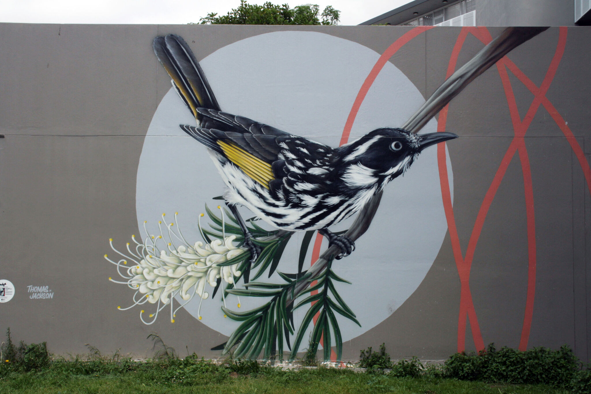 Thomas Jackson&mdash;New Holland Honeyeater