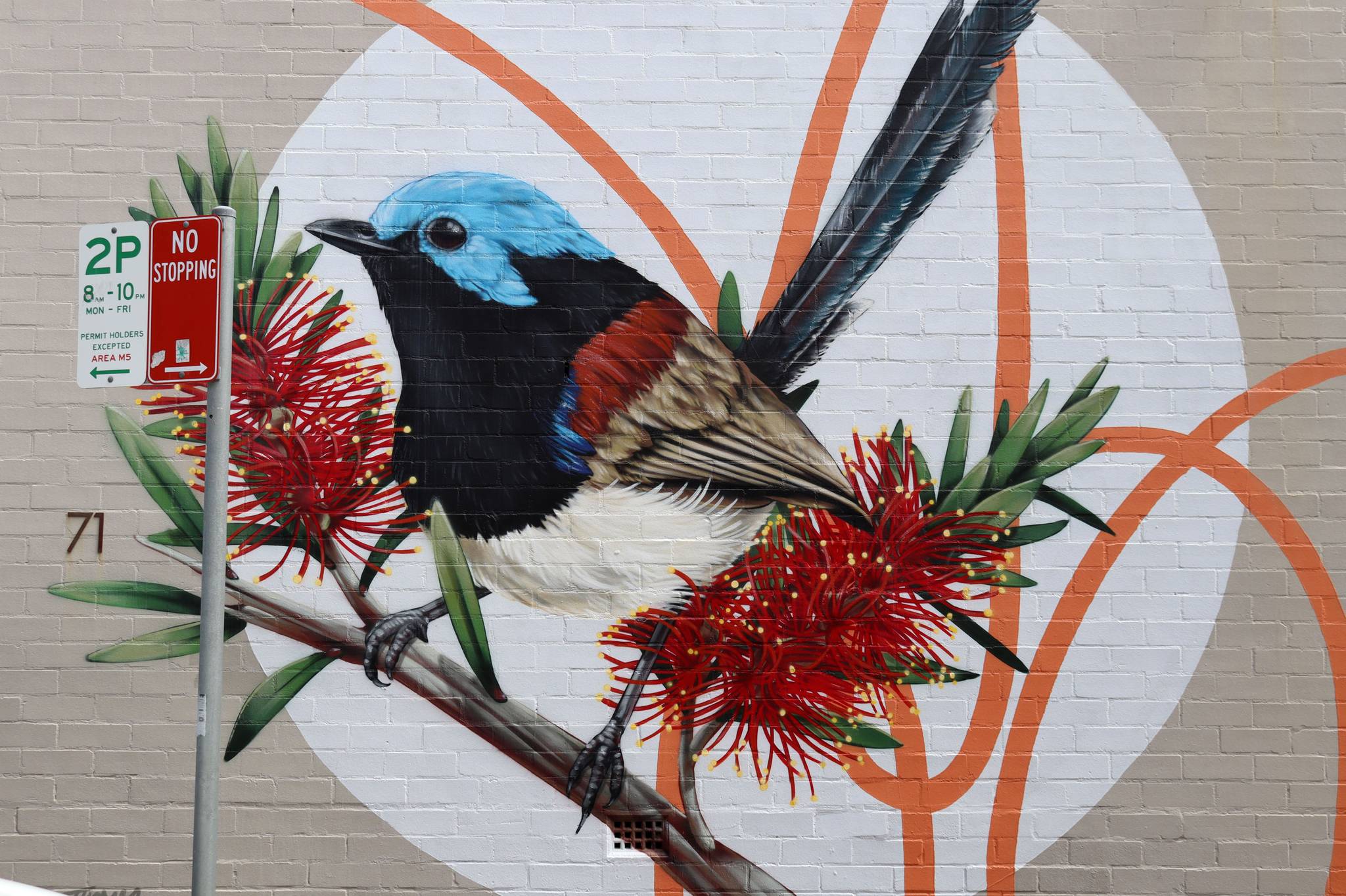 Thomas Jackson&mdash;Variegated Fairy Wren