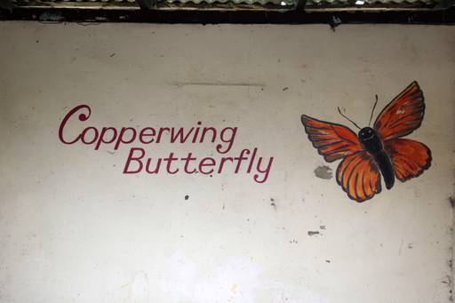 Copperwing Butterfly