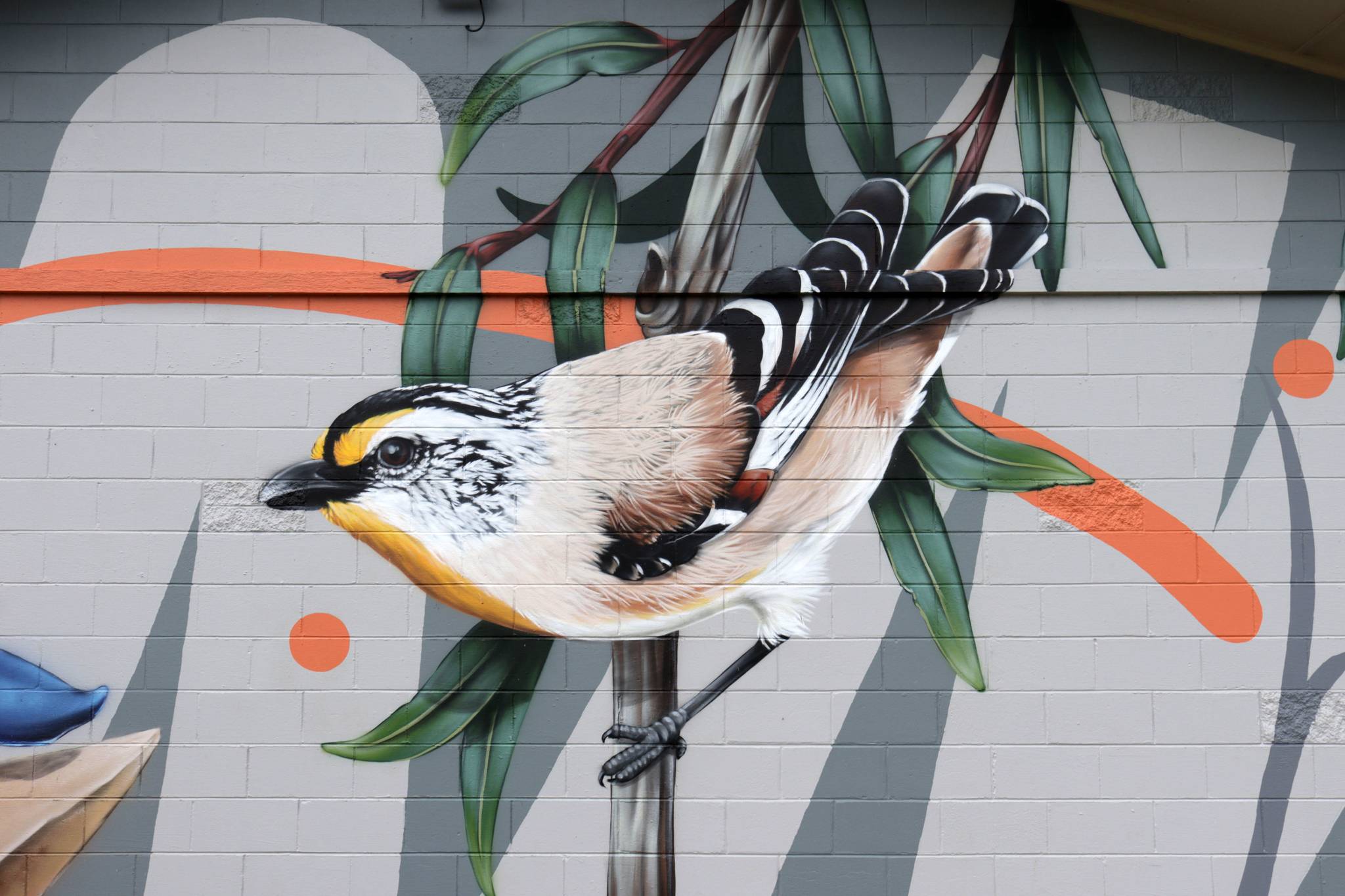 Thomas Jackson&mdash;Blue Tongue Lizard and Striated Pardalote