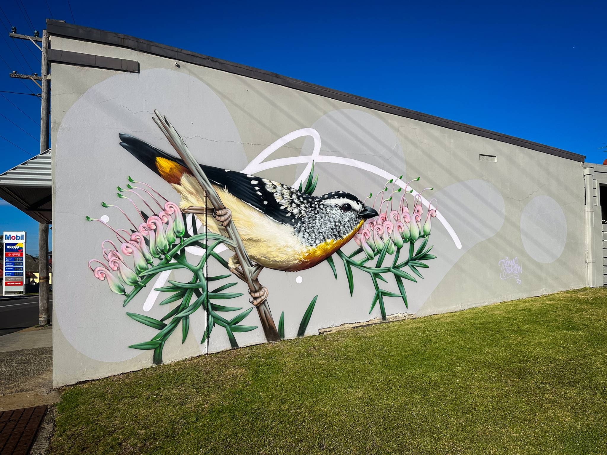 Thomas Jackson&mdash;Spotted Pardalote on Grevillea Rivularis