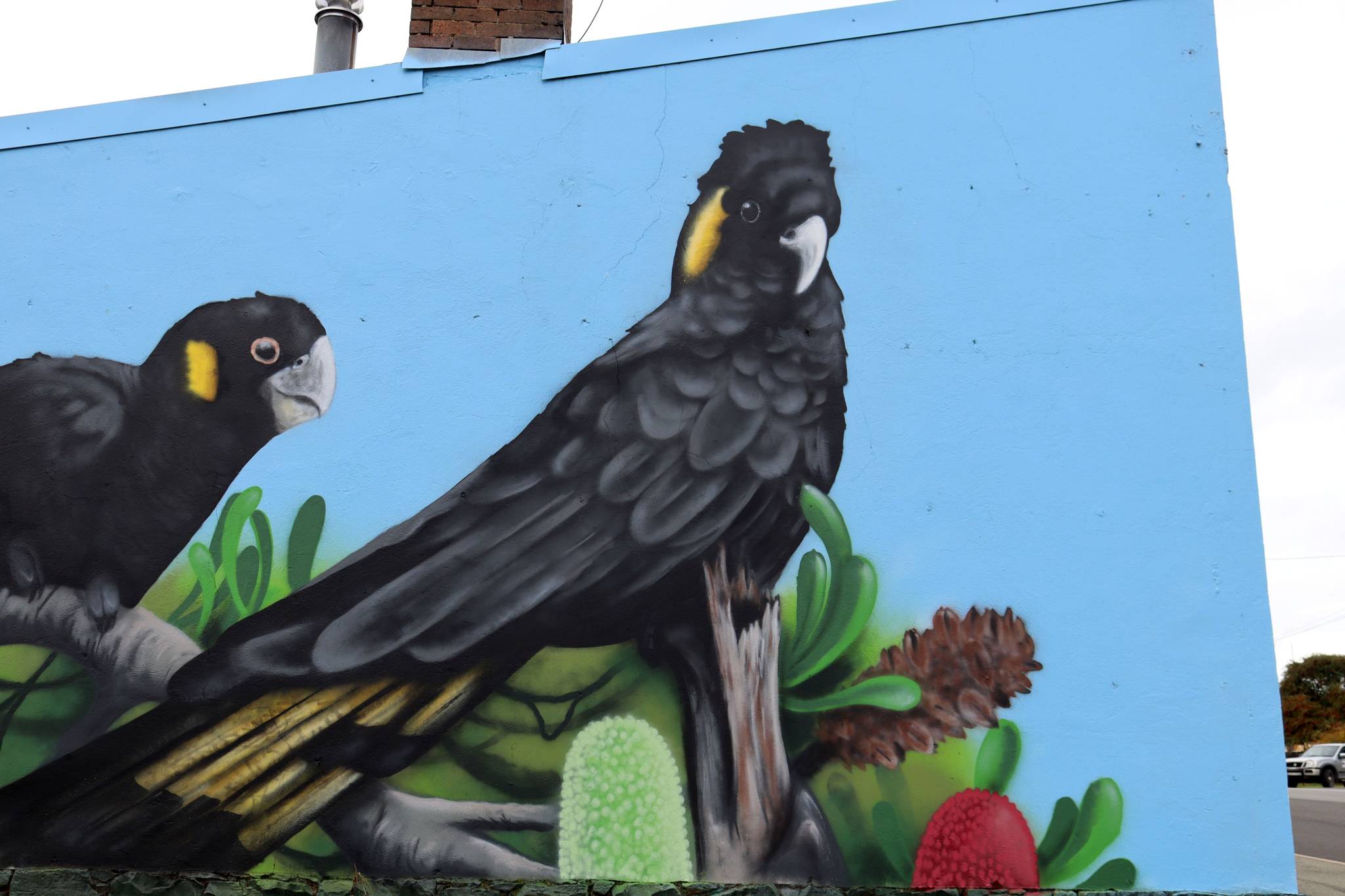 Uncle Cuggs&mdash;Yellow-tailed Black Cockatoos