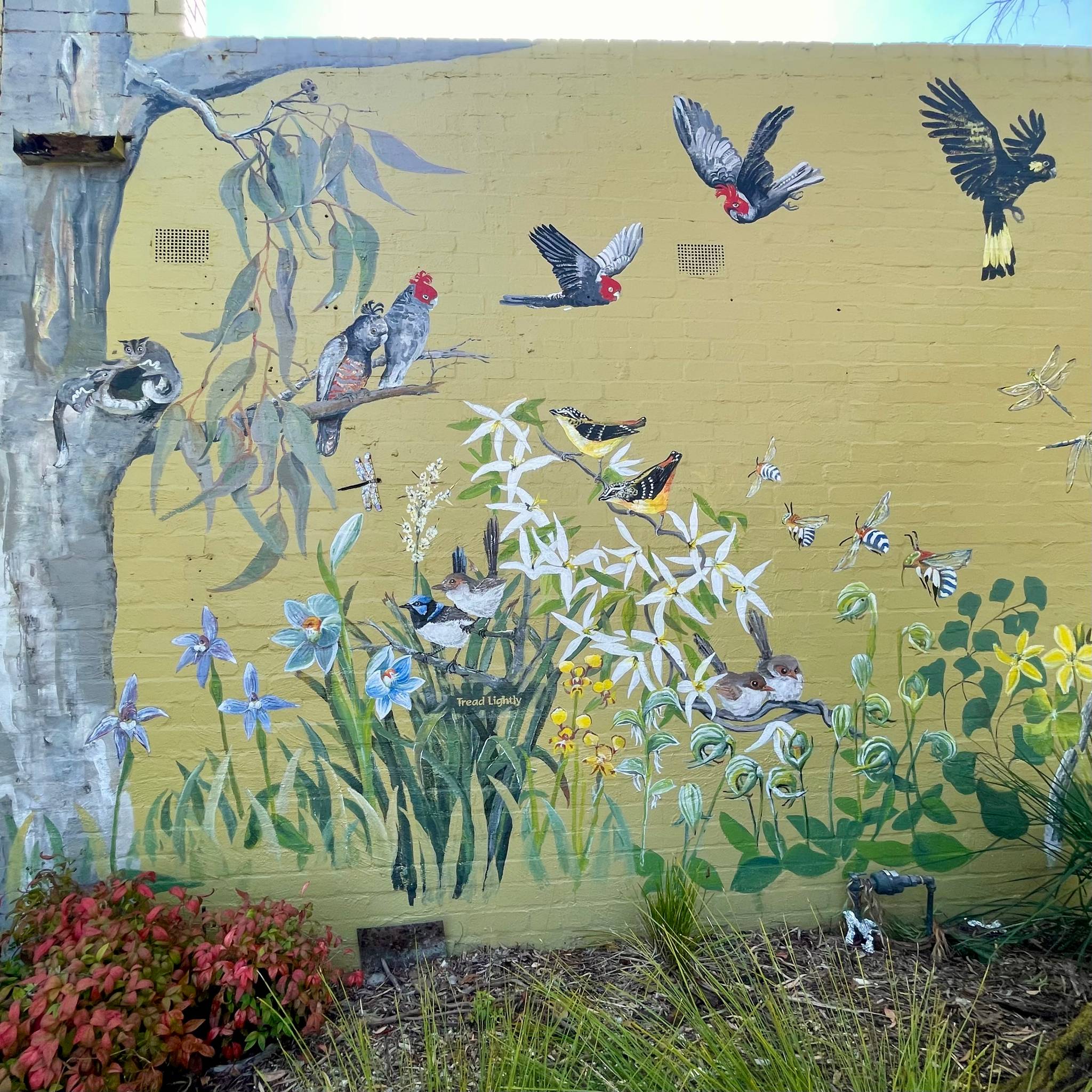 Pauline Brooke&mdash;Park Orchards Recovery Wall