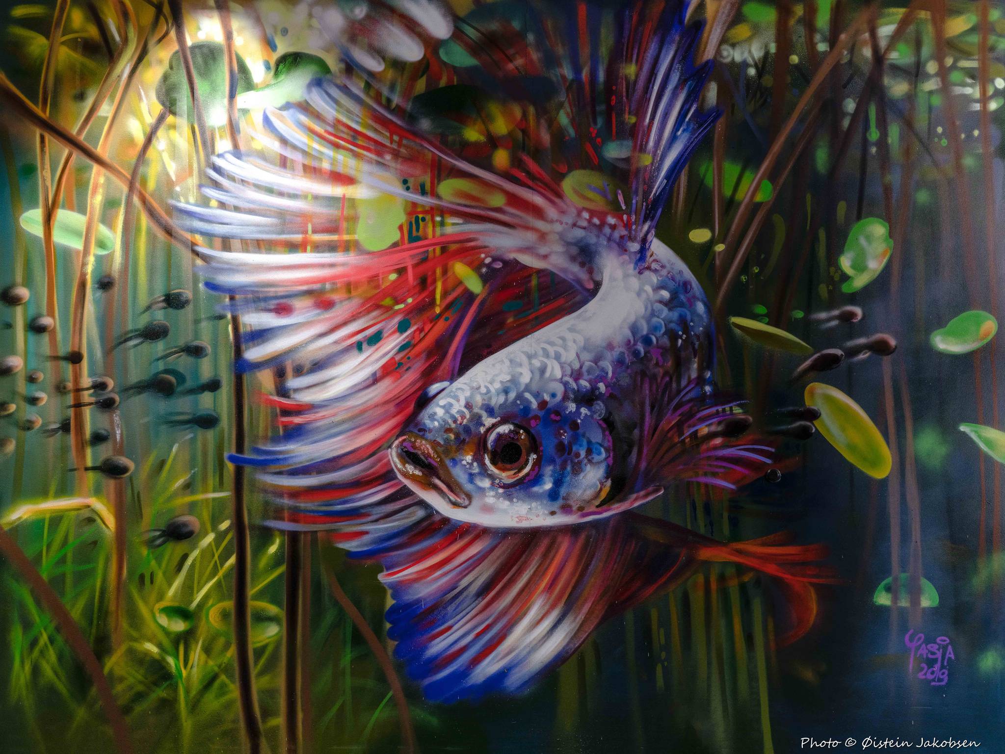 Yasja Ligteijn&mdash;The Betta Splendes