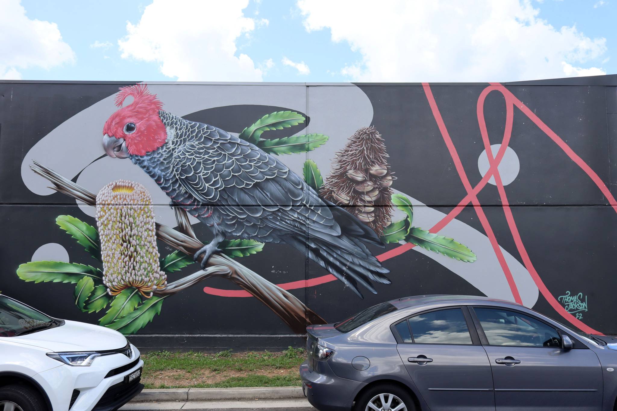 Thomas Jackson&mdash;Gang Gang Cockatoo on Old Man Banksia