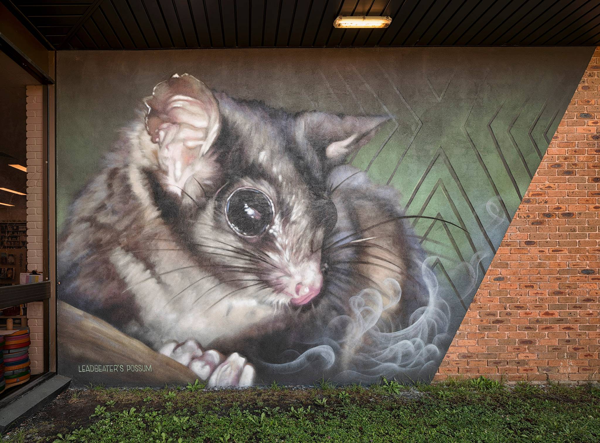 Dvate&mdash;Yerrin Bilk - Leadbeater's Possum