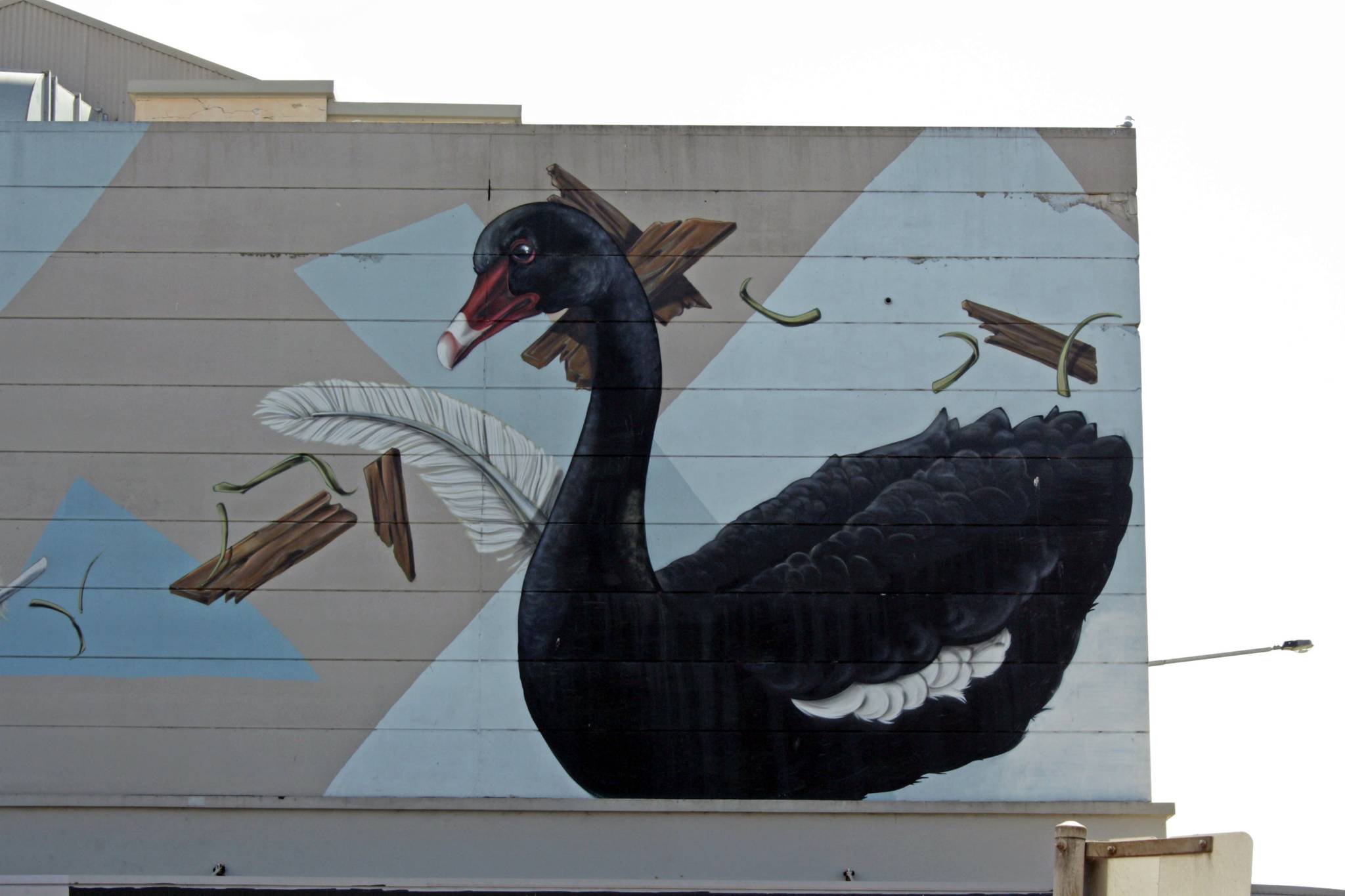 Thomas Jackson&mdash;Red-browed Finch and Black Swan