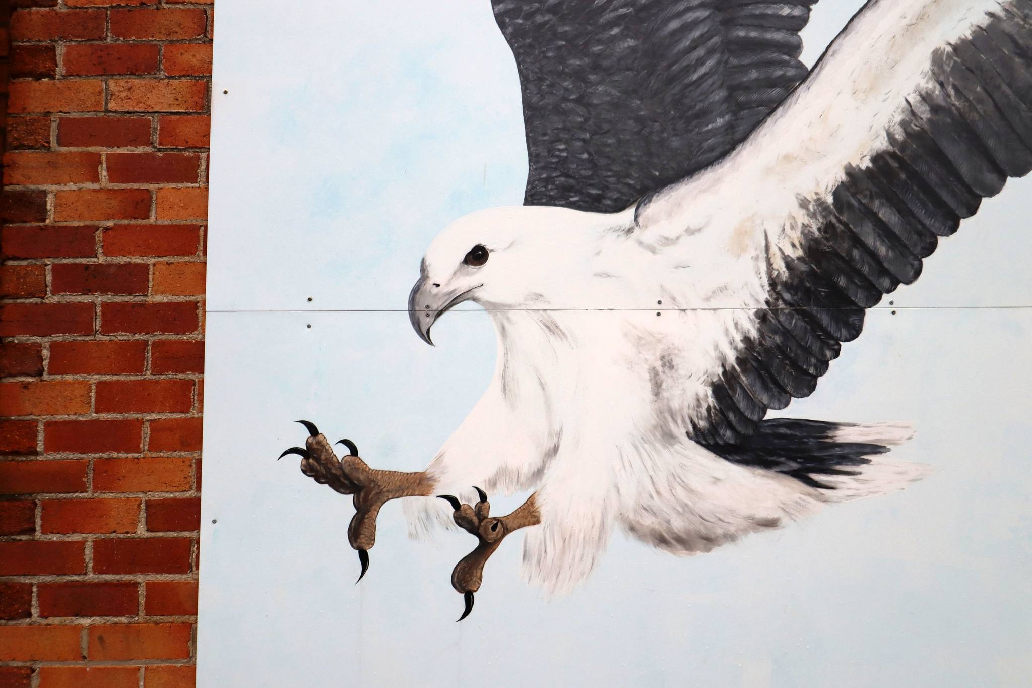 Unknown - Macksville&mdash;White-bellied Sea Eagle