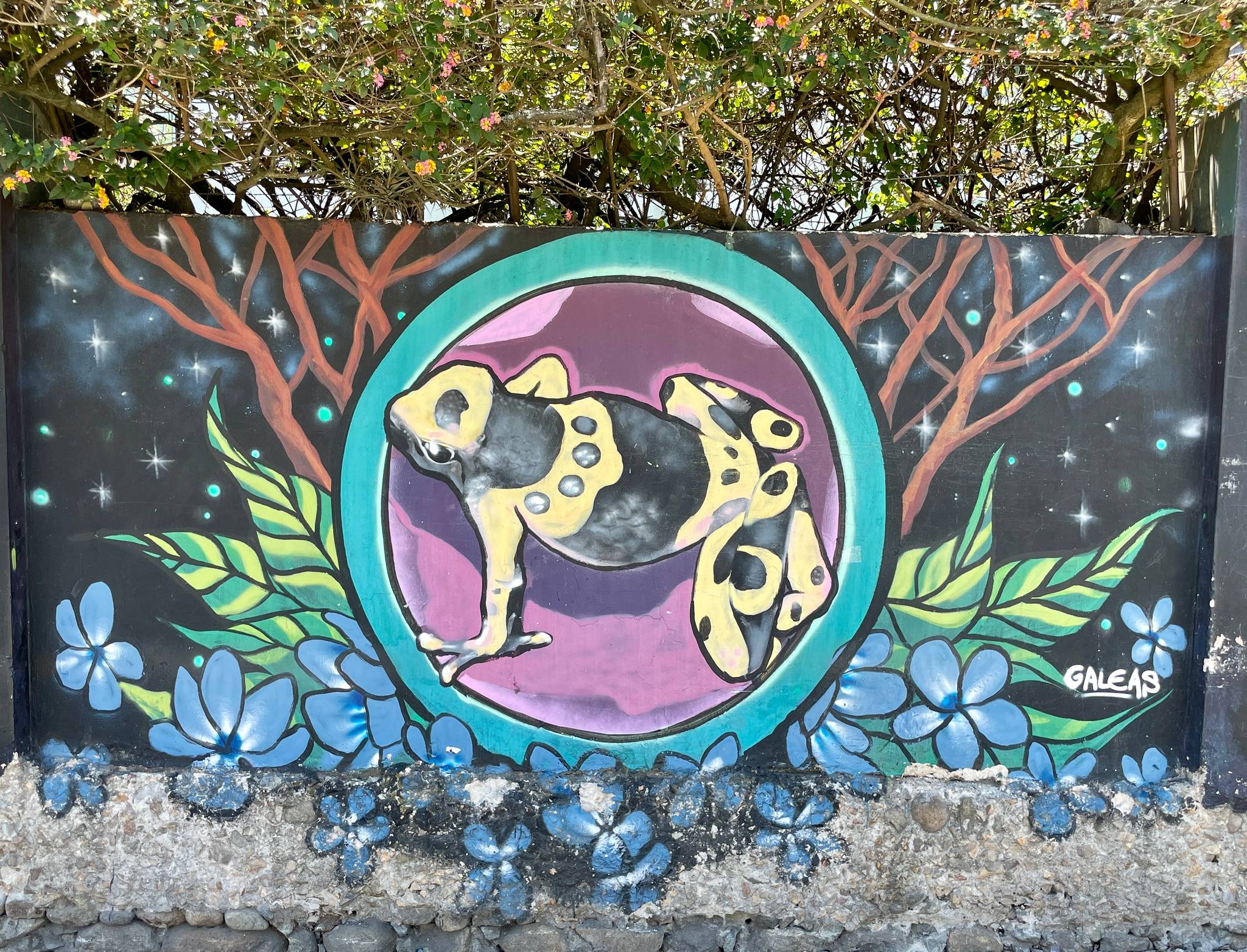 ECUADOR: Streetart Cuenca - Sucre - Fray Vicente Solano 100