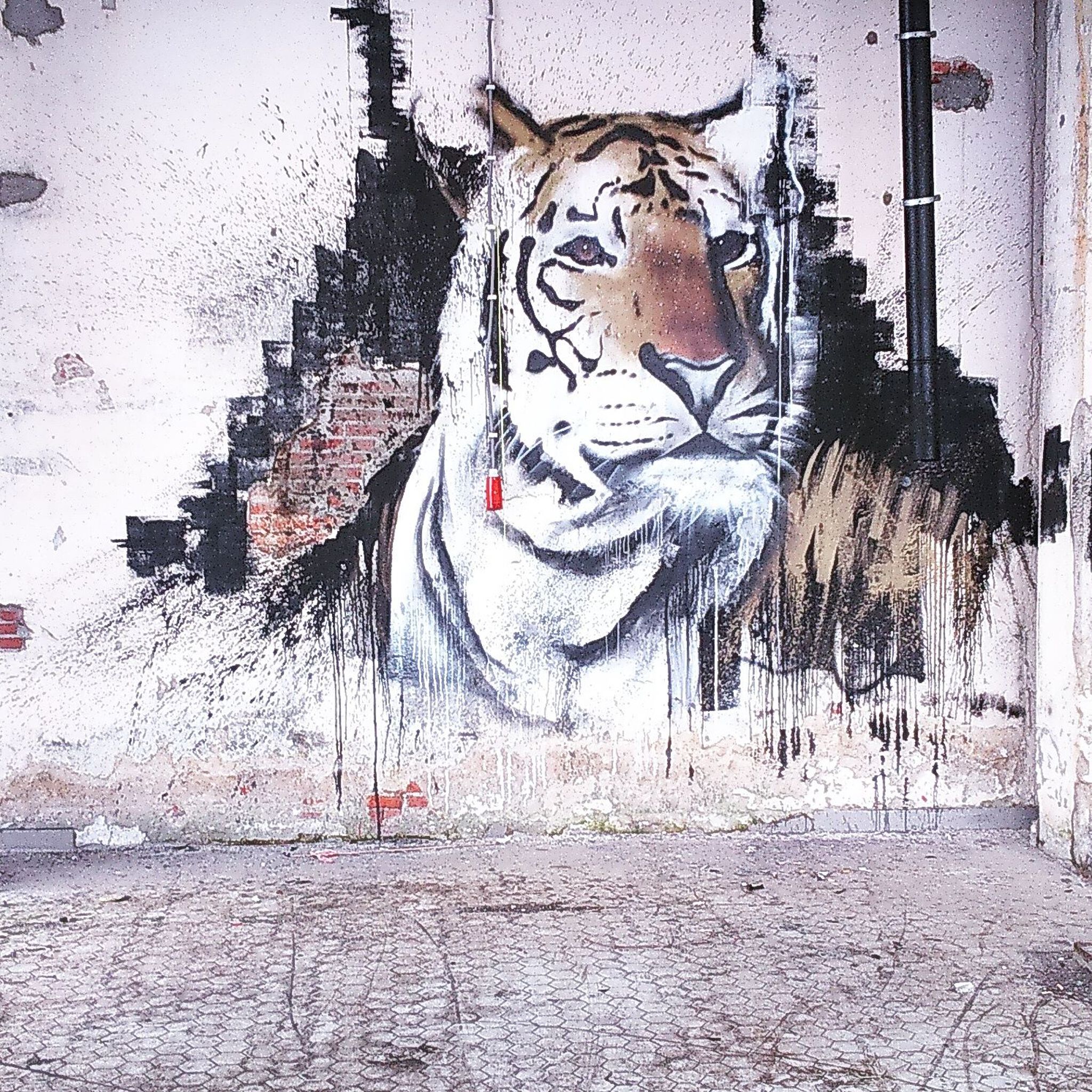 Unknown - Groningen&mdash;Tiger
