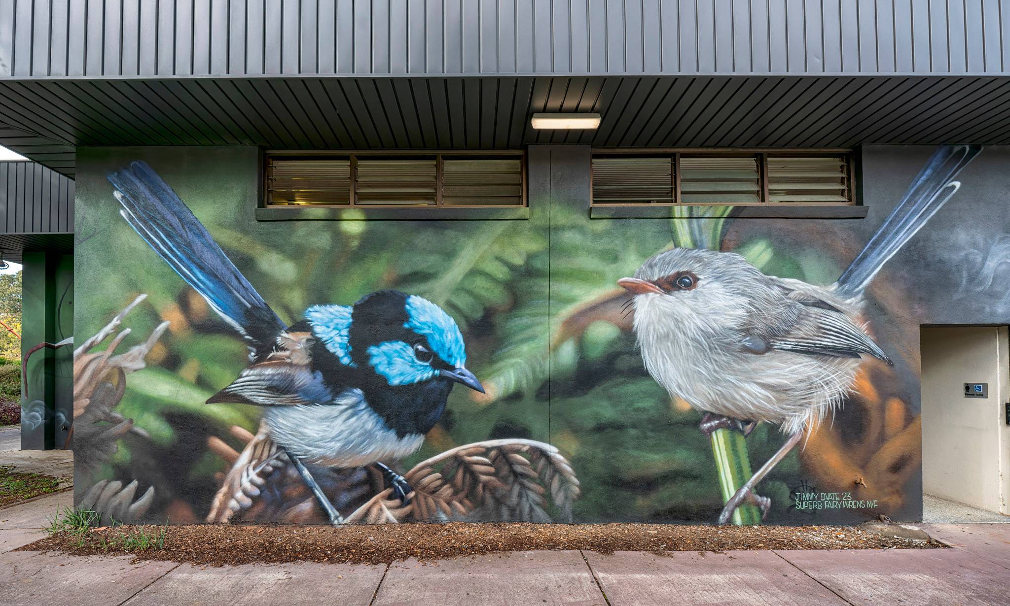 Dvate&mdash;Yerrin Bilk - Superb Fairywrens