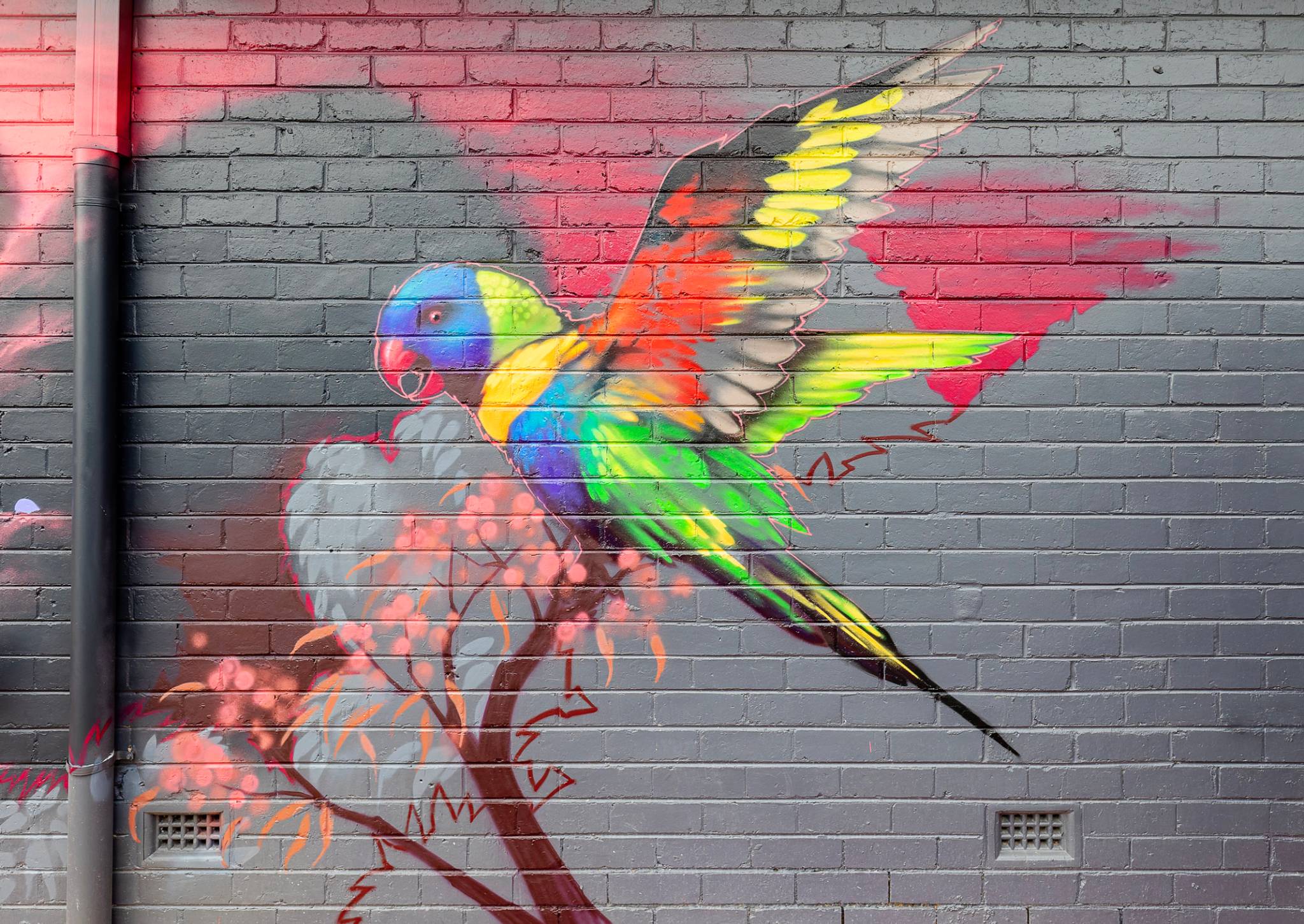 Bryan Itch&mdash;Rainbow Lorikeet