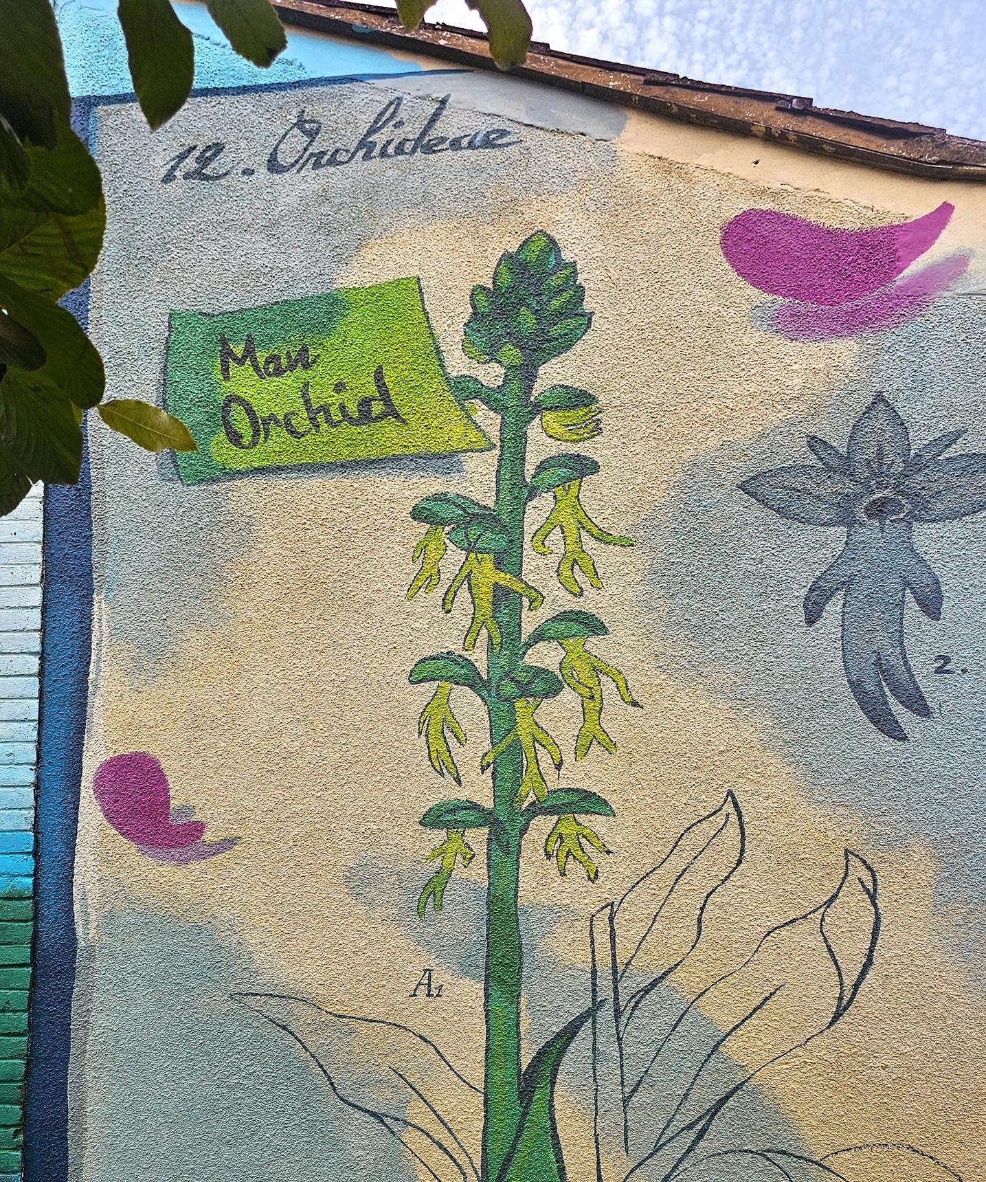 TRIS—Man Orchid