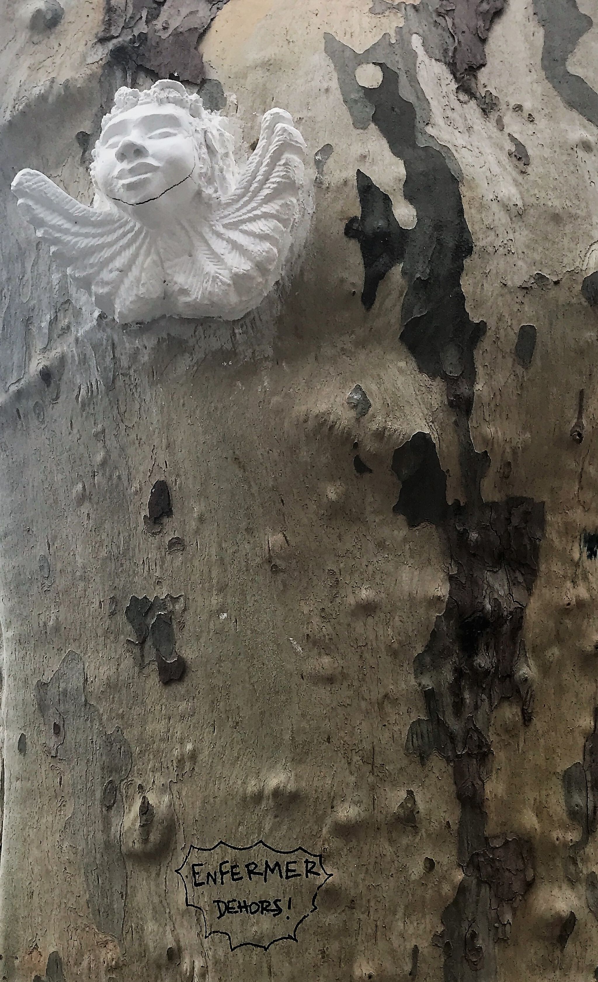 Unknown - Montpellier&mdash;Plaster on Trees
