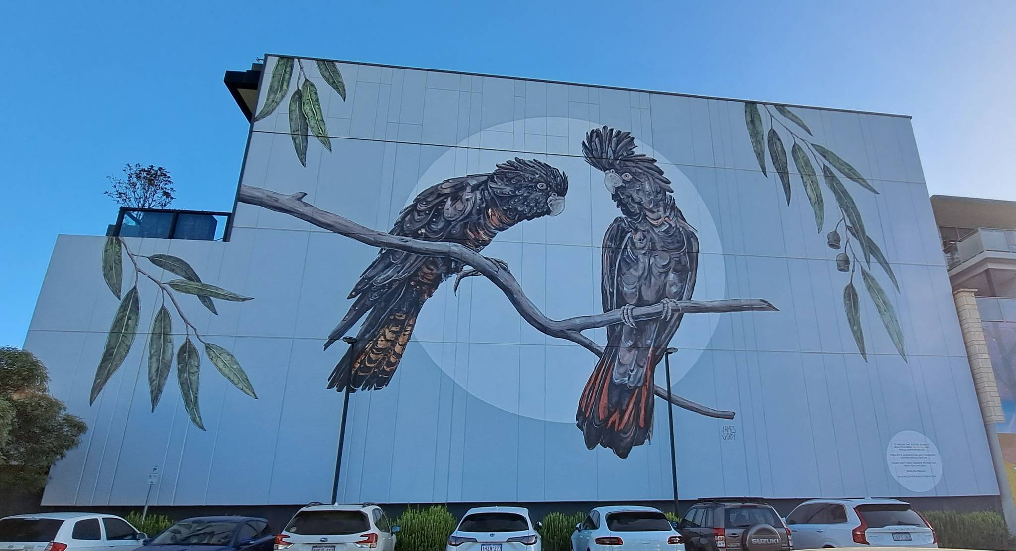 James Giddy&mdash;Red-tailed black cockatoos