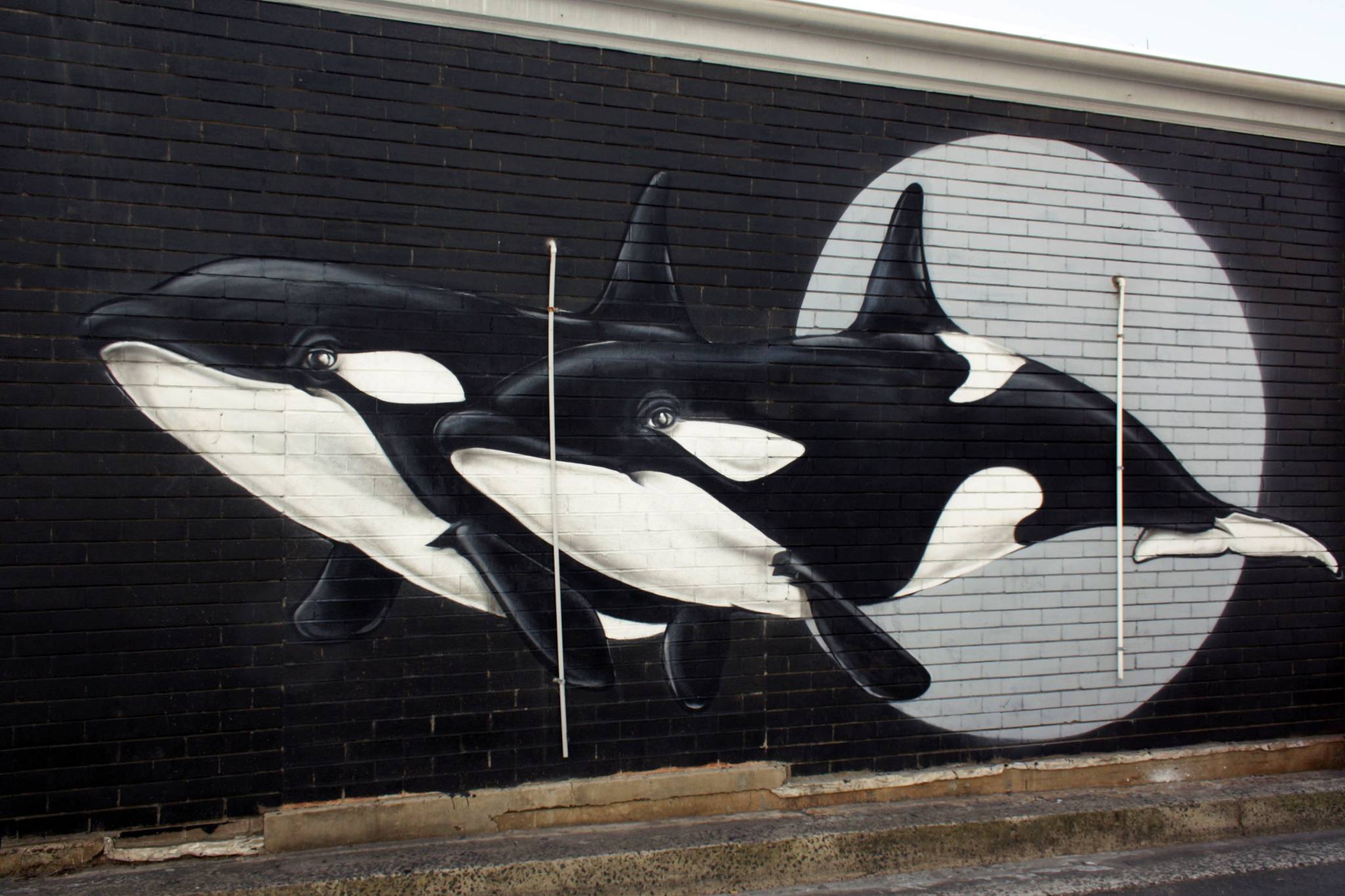 Thomas Jackson&mdash;Killer Whales