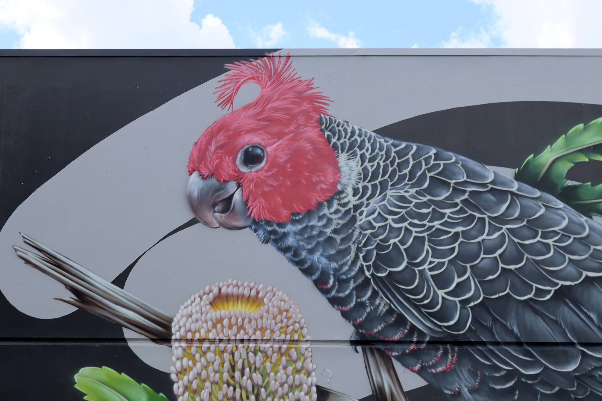 Thomas Jackson&mdash;Gang Gang Cockatoo on Old Man Banksia