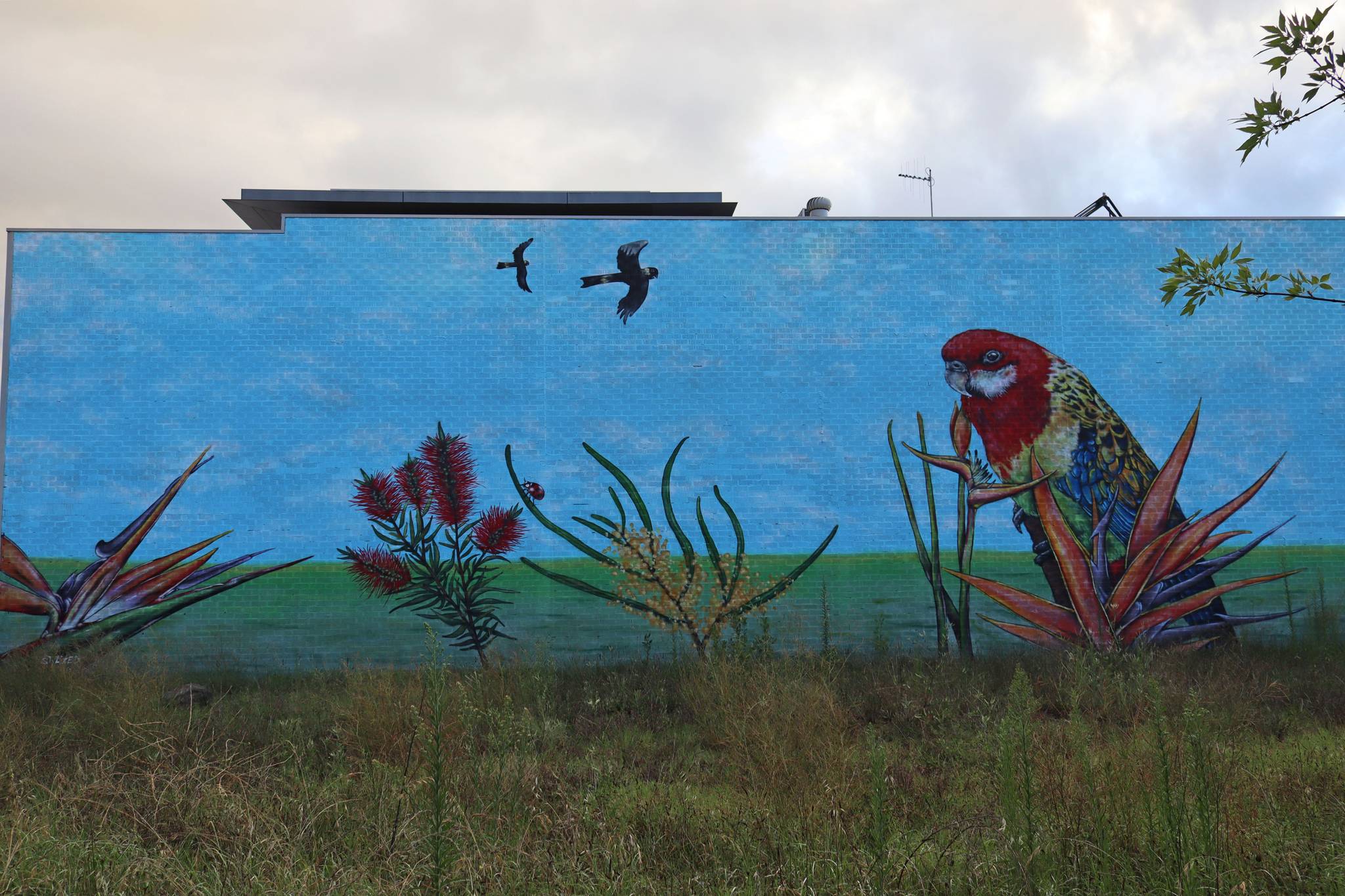 Stylized Impact&mdash;Eastern Rosella on Birds of Paradise