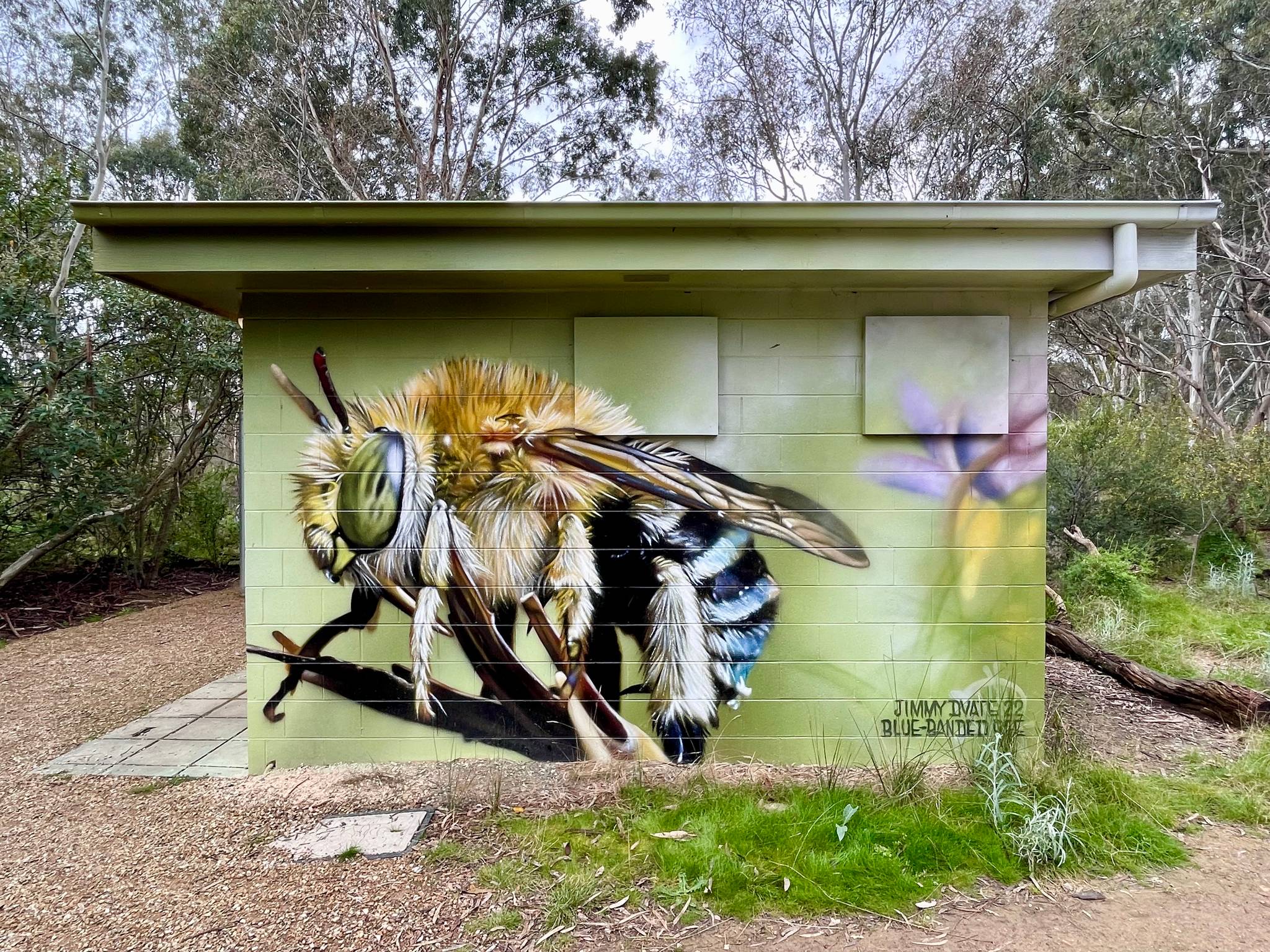 Dvate&mdash;Blue-banded Bee