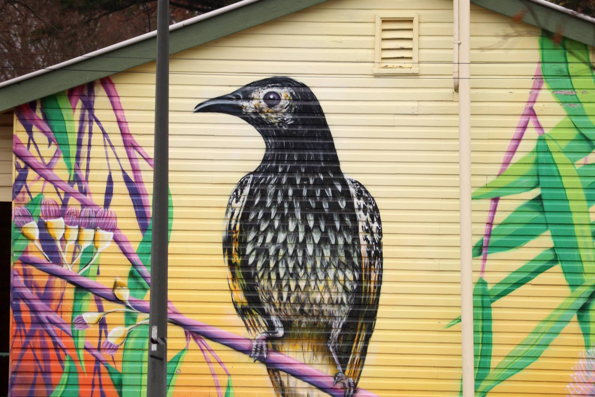 Nitsua&mdash;Regent Honeyeater