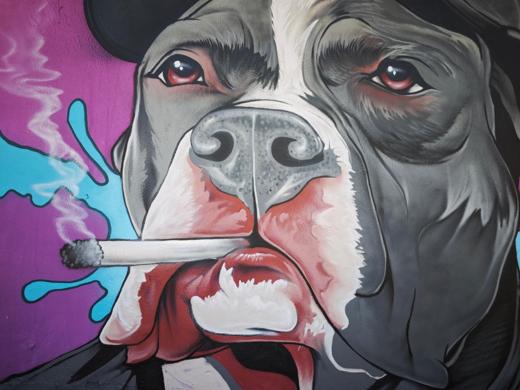 Snake—Un dog a la cool ...