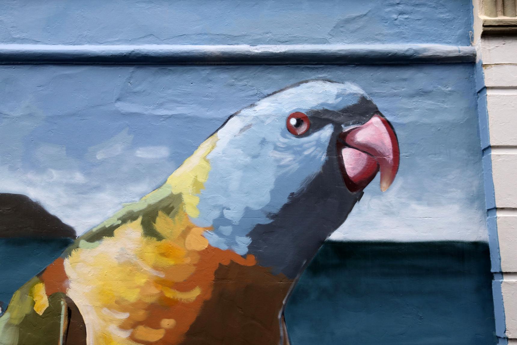 Elbows—Native Birds