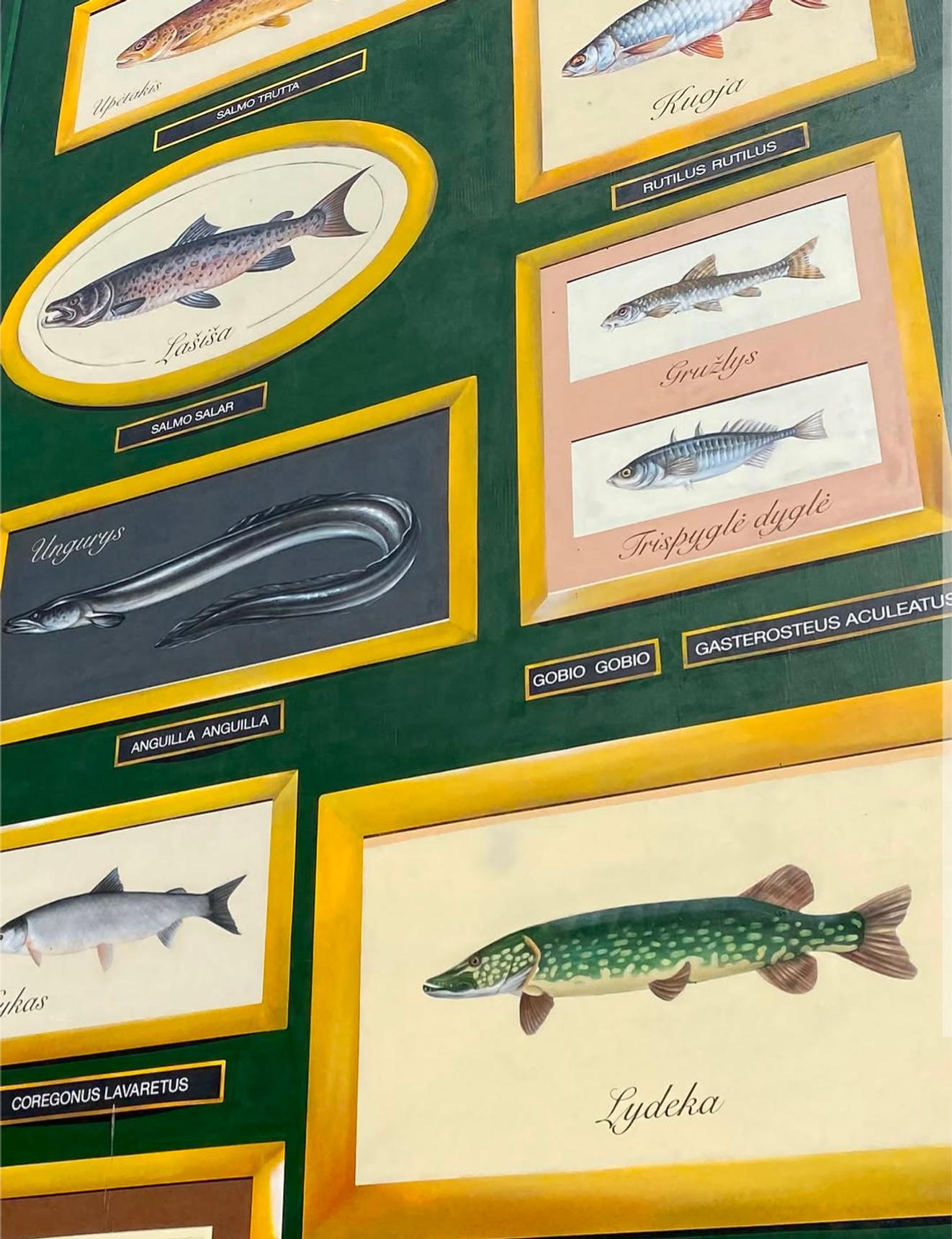 Morfai—Fish of Nemunas