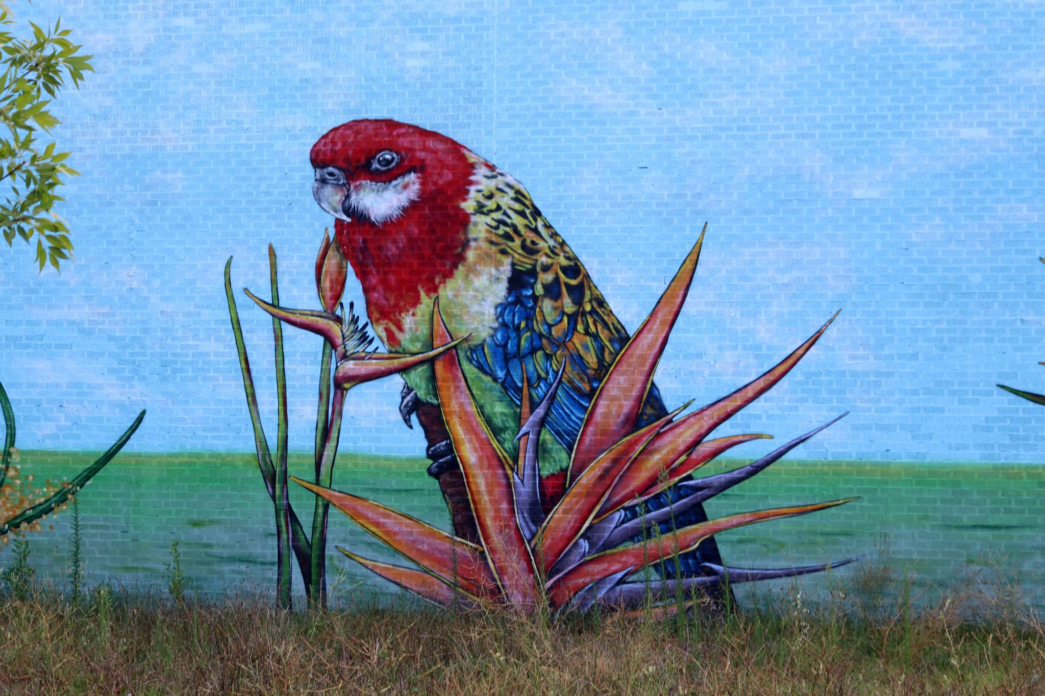 Stylized Impact&mdash;Eastern Rosella on Birds of Paradise