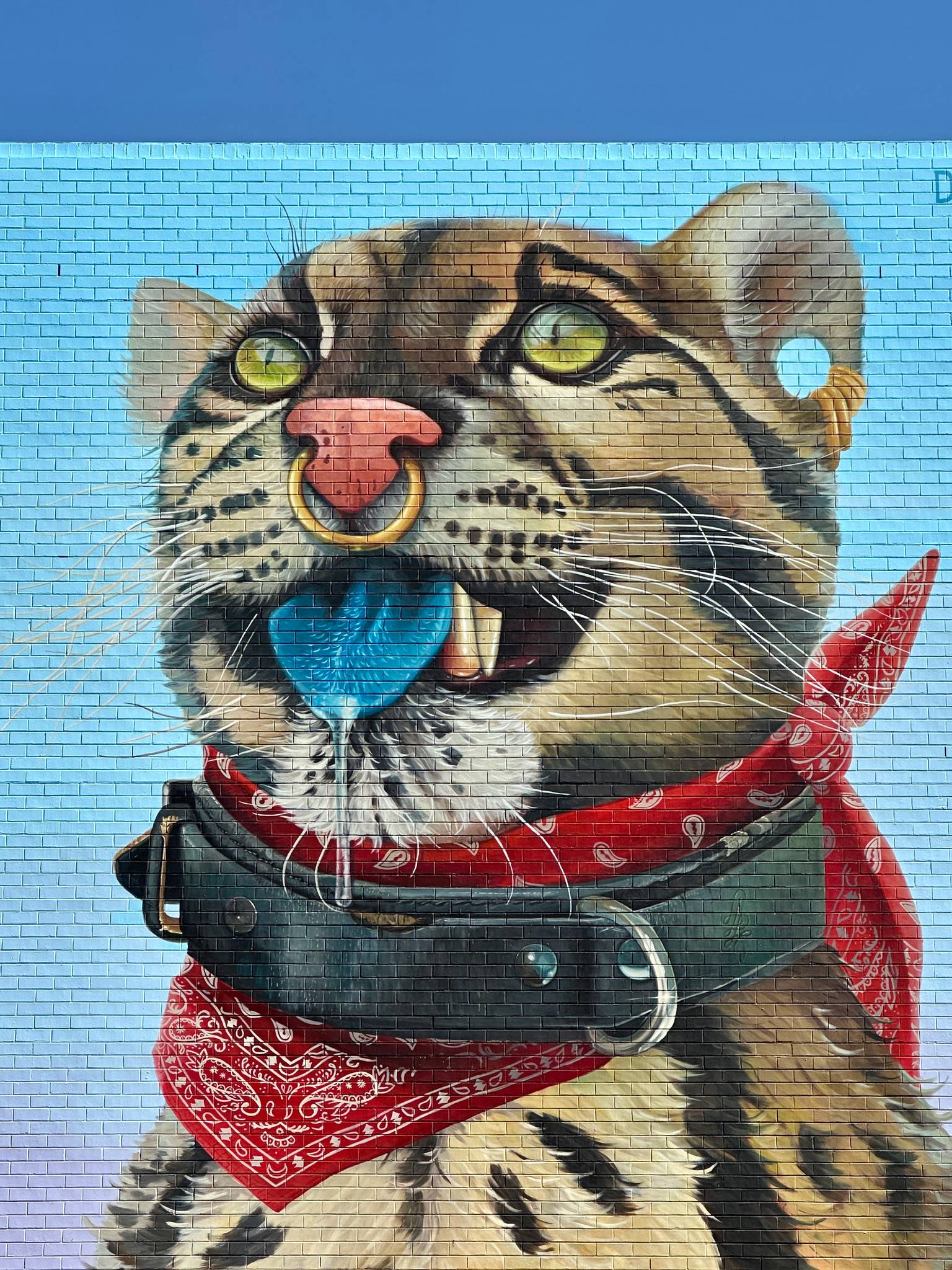 David Lee Pereira&mdash;Wild Cat with Blue Tongue 