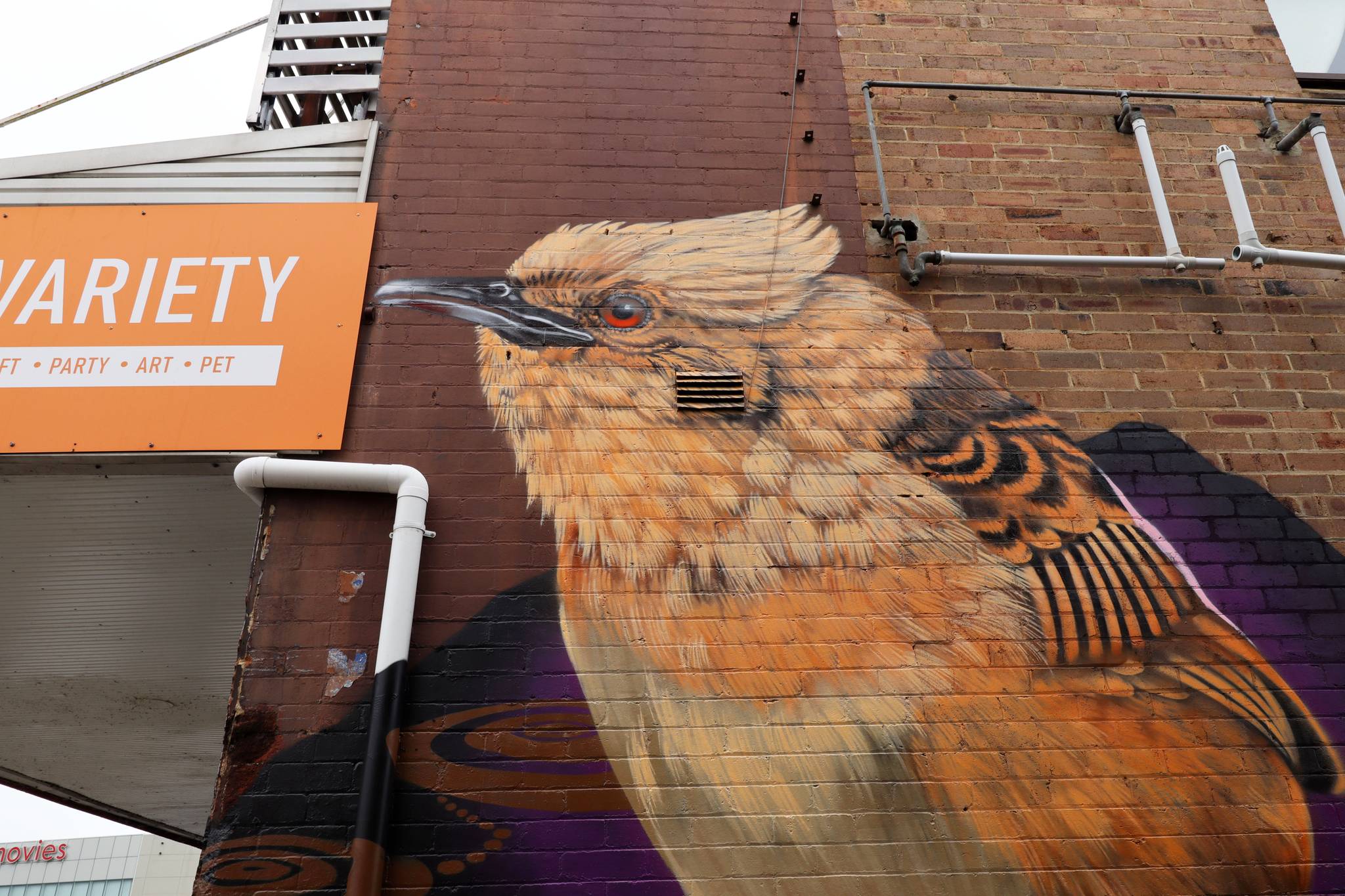 Ash Johnston&mdash;Golden-Headed Cisticola