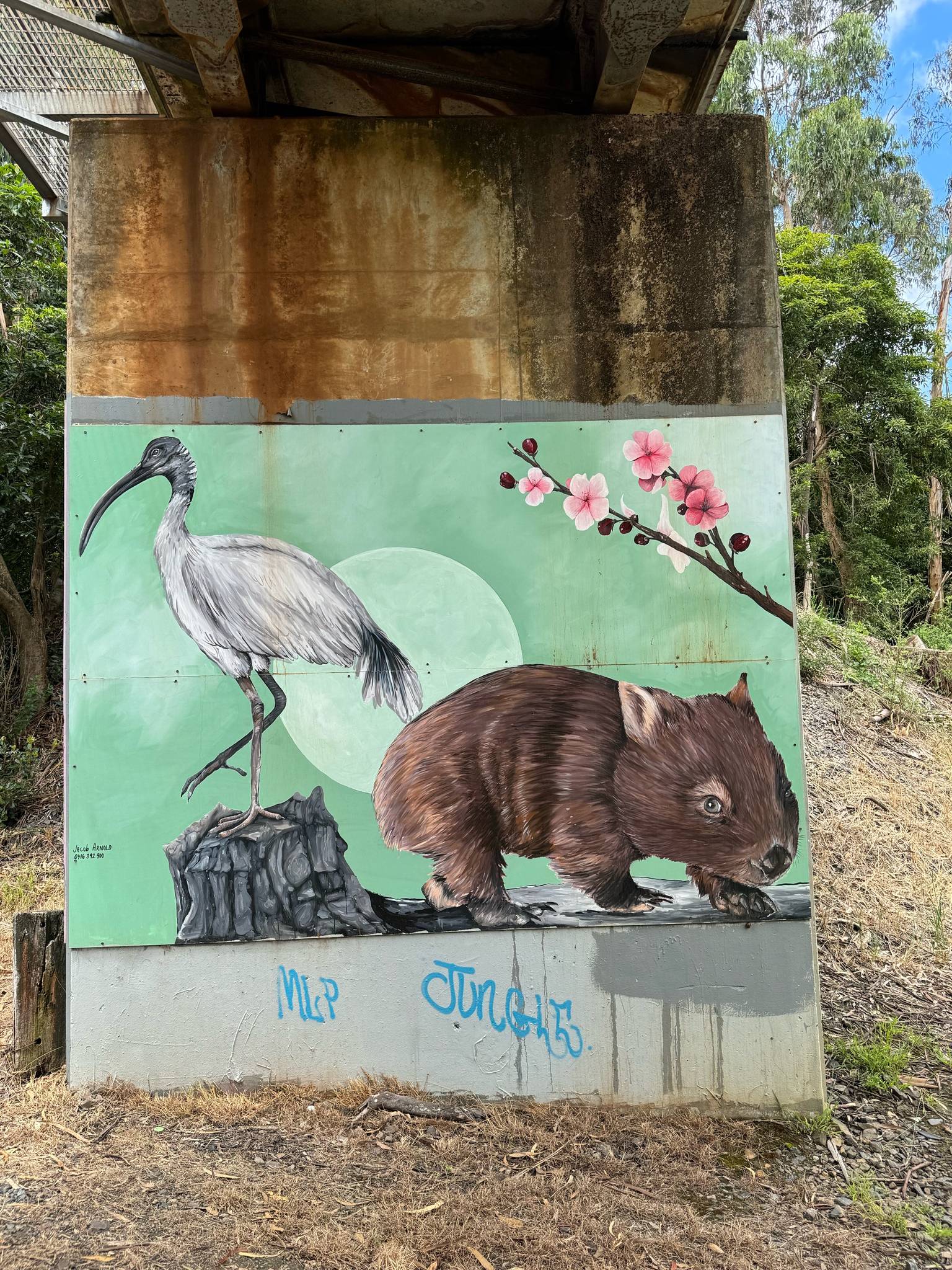 Jacob Arnold&mdash;White Ibis and Wombat