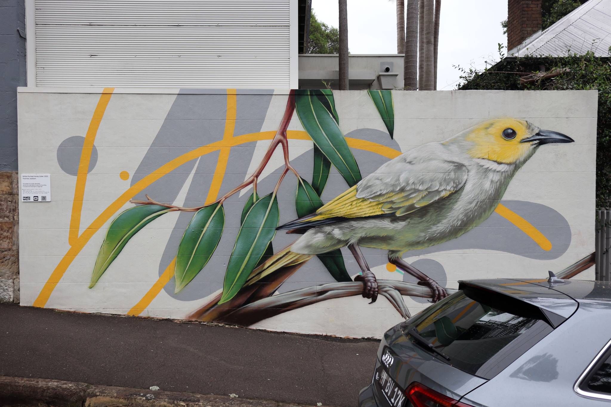 Thomas Jackson&mdash;White-plumed Honeyeater