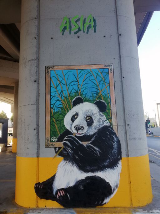 Panda of Asia