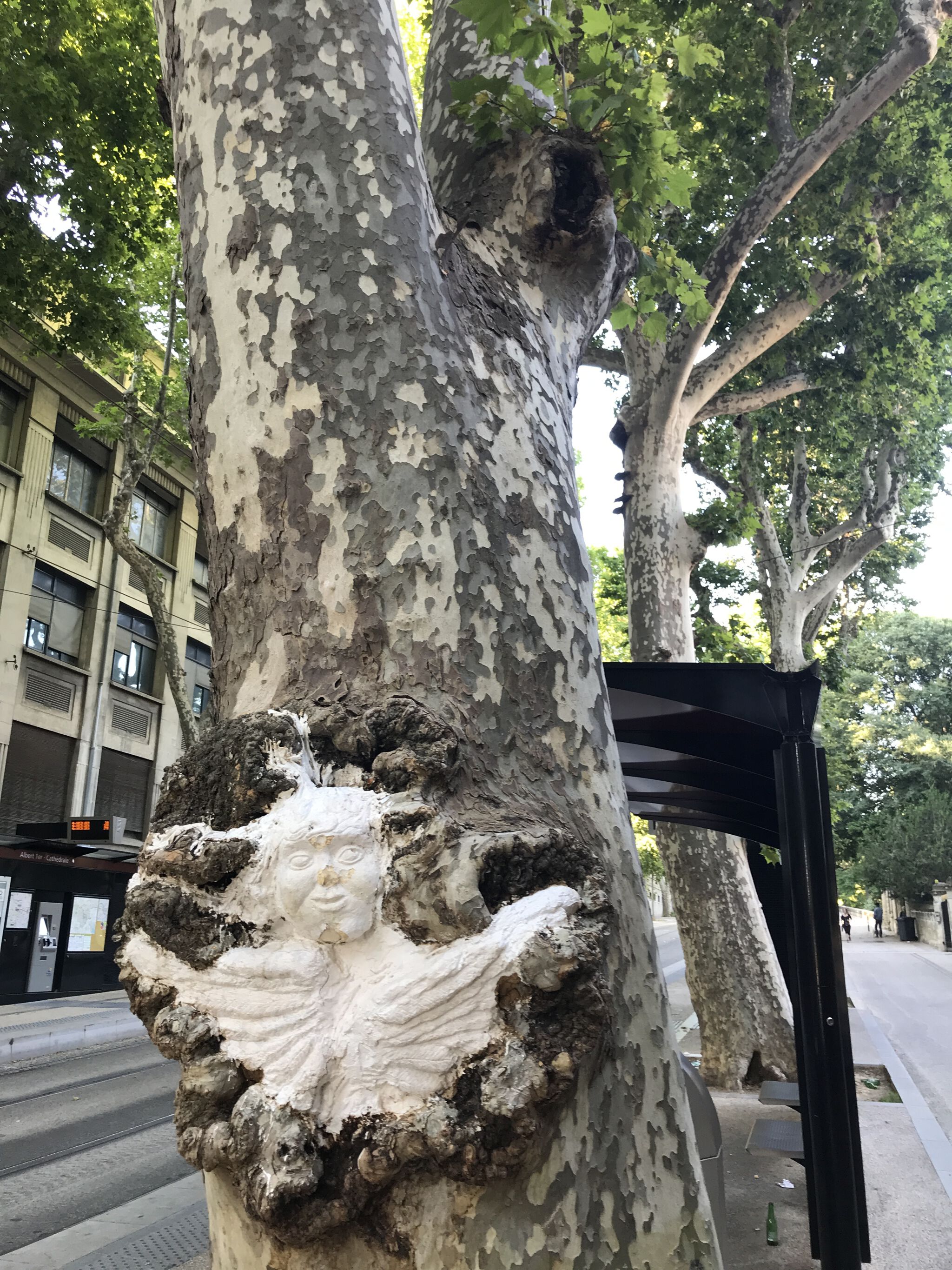 Unknown - Montpellier&mdash;Plaster on Trees
