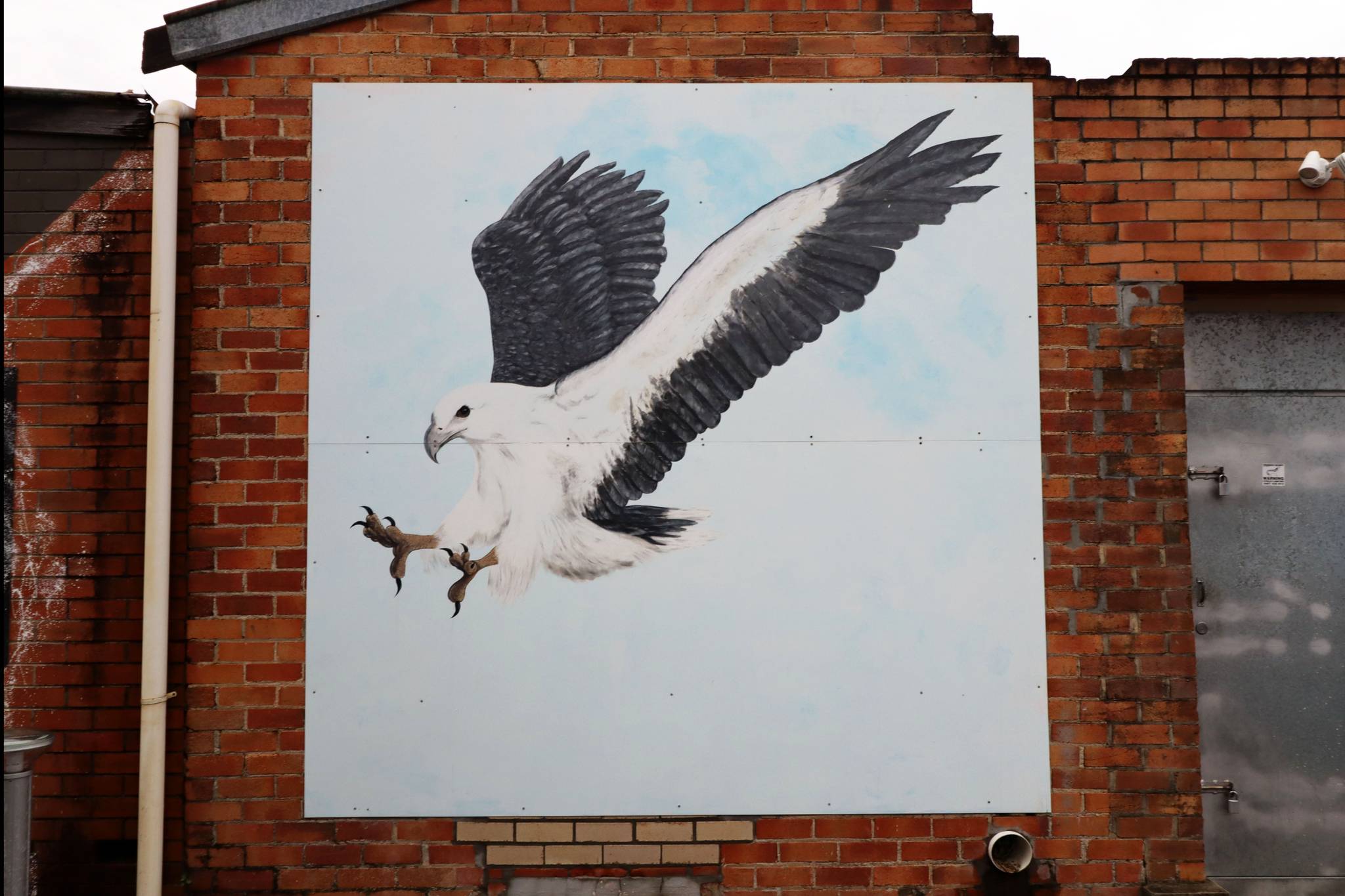 Unknown - Macksville&mdash;White-bellied Sea Eagle