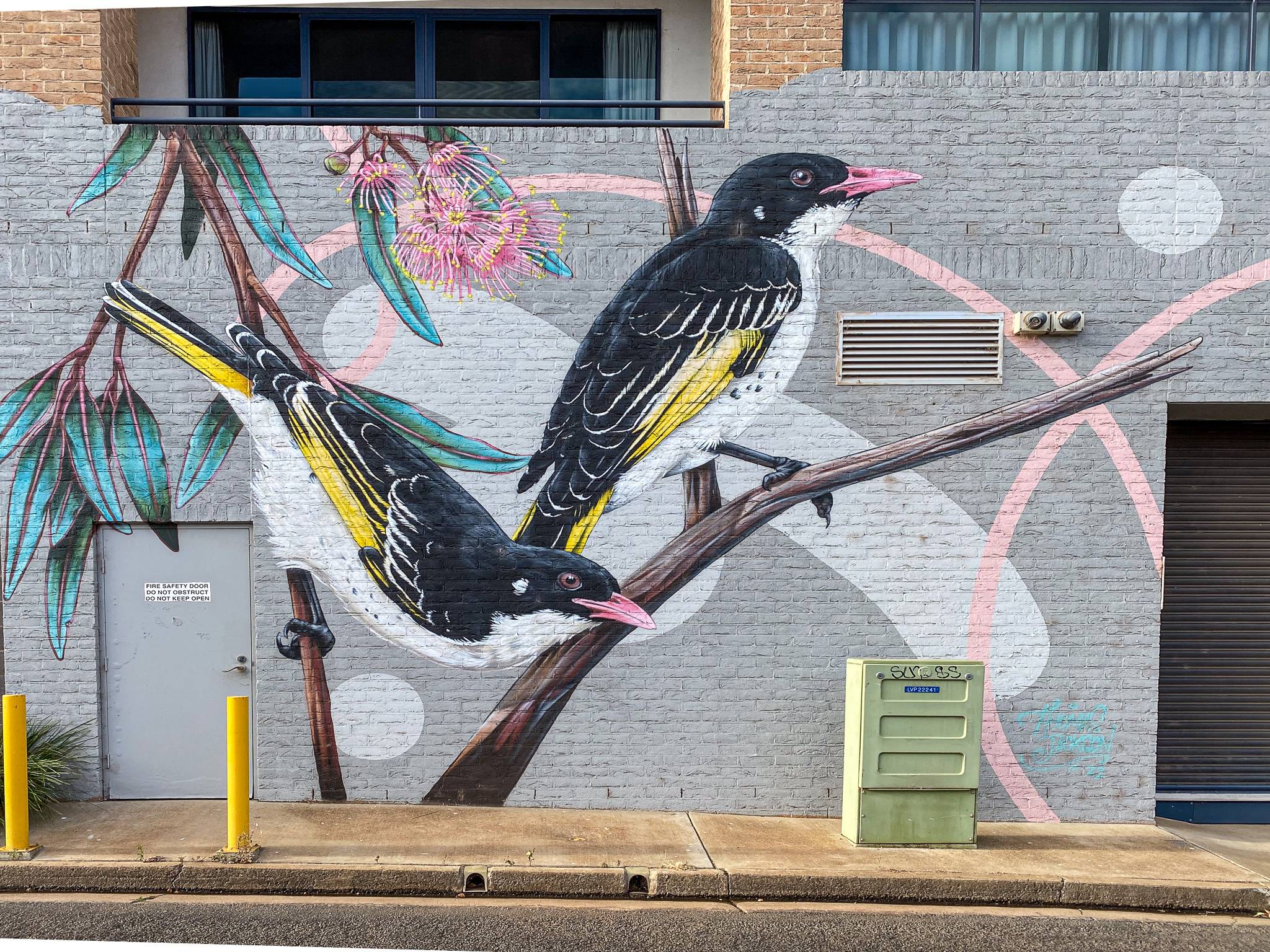 Thomas Jackson&mdash;Painted Honeyeaters