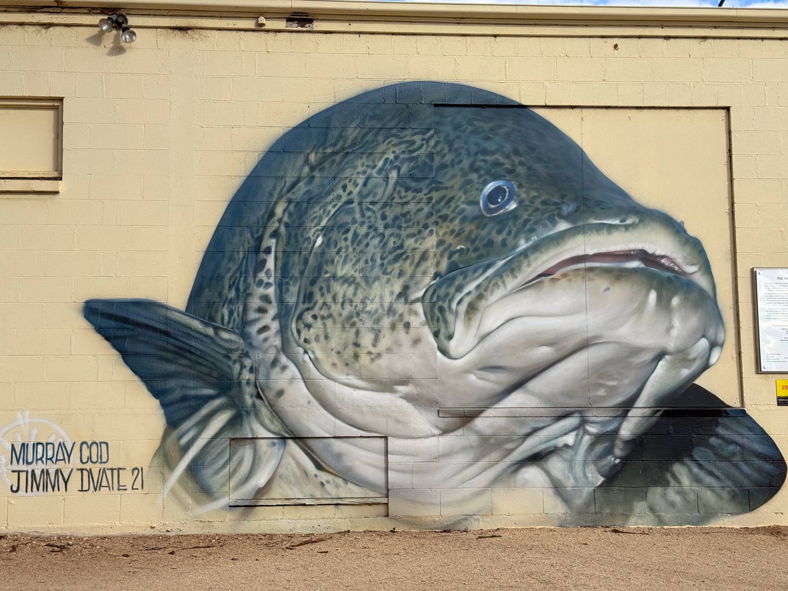 Dvate—The Murray Cod