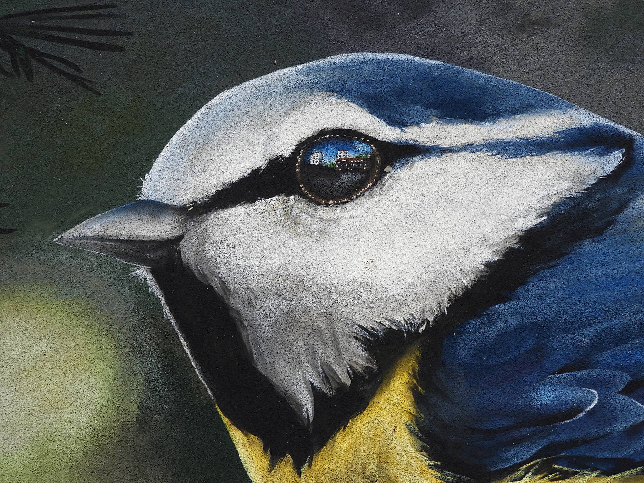 Sagie&mdash;Blue tit