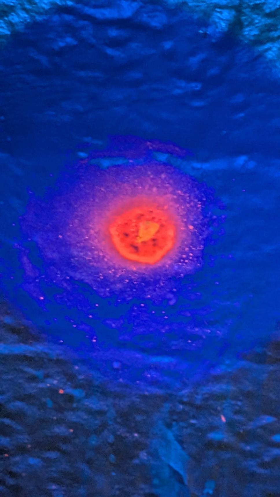 Michal Plis—Caerulea Tepescents