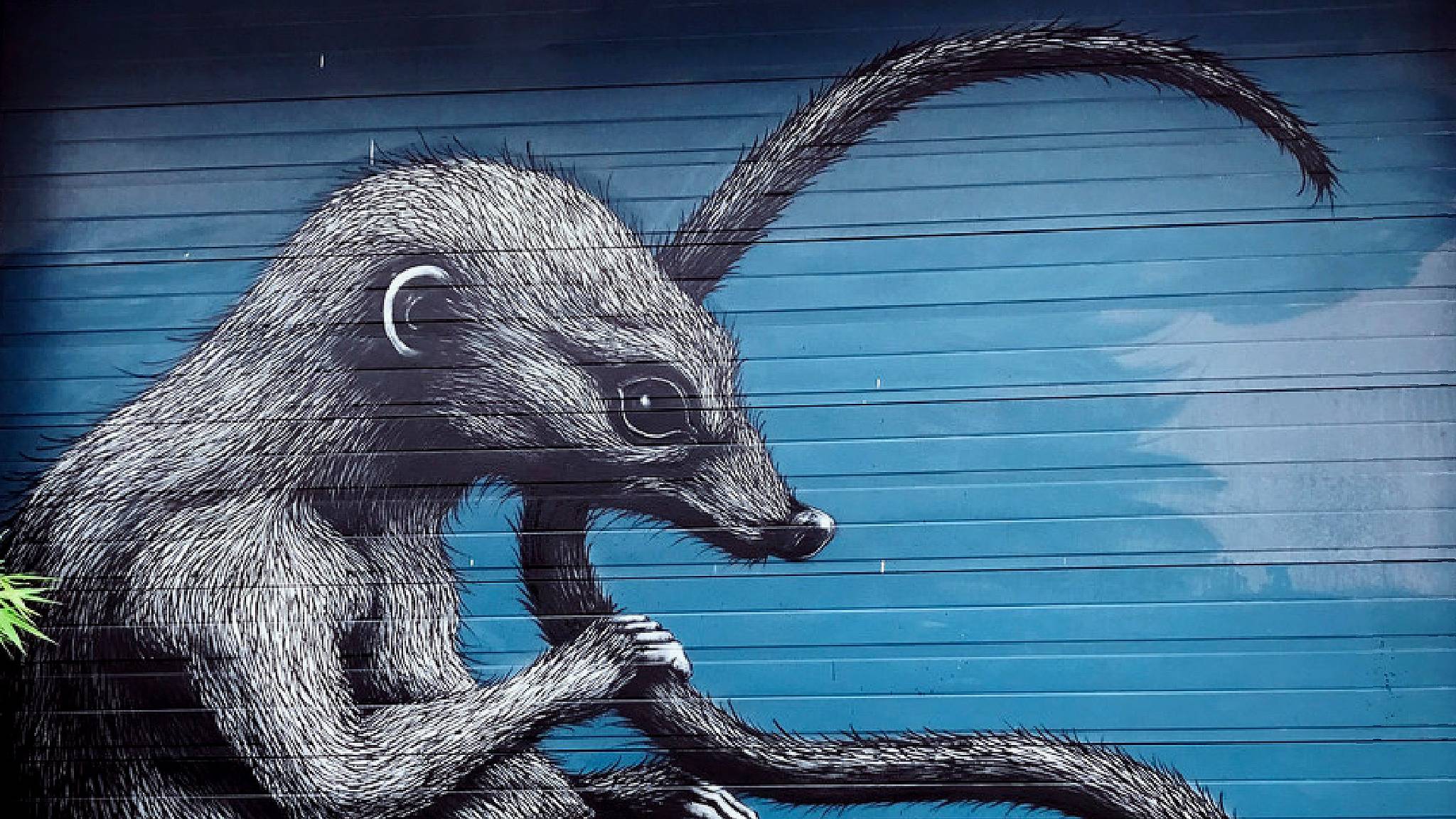 ROA&mdash;Shrewmouse