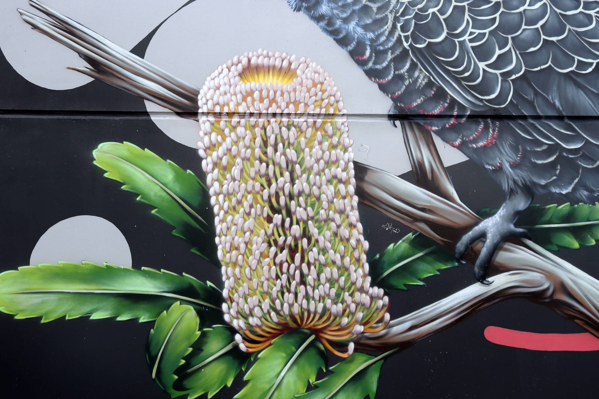 Thomas Jackson&mdash;Gang Gang Cockatoo on Old Man Banksia